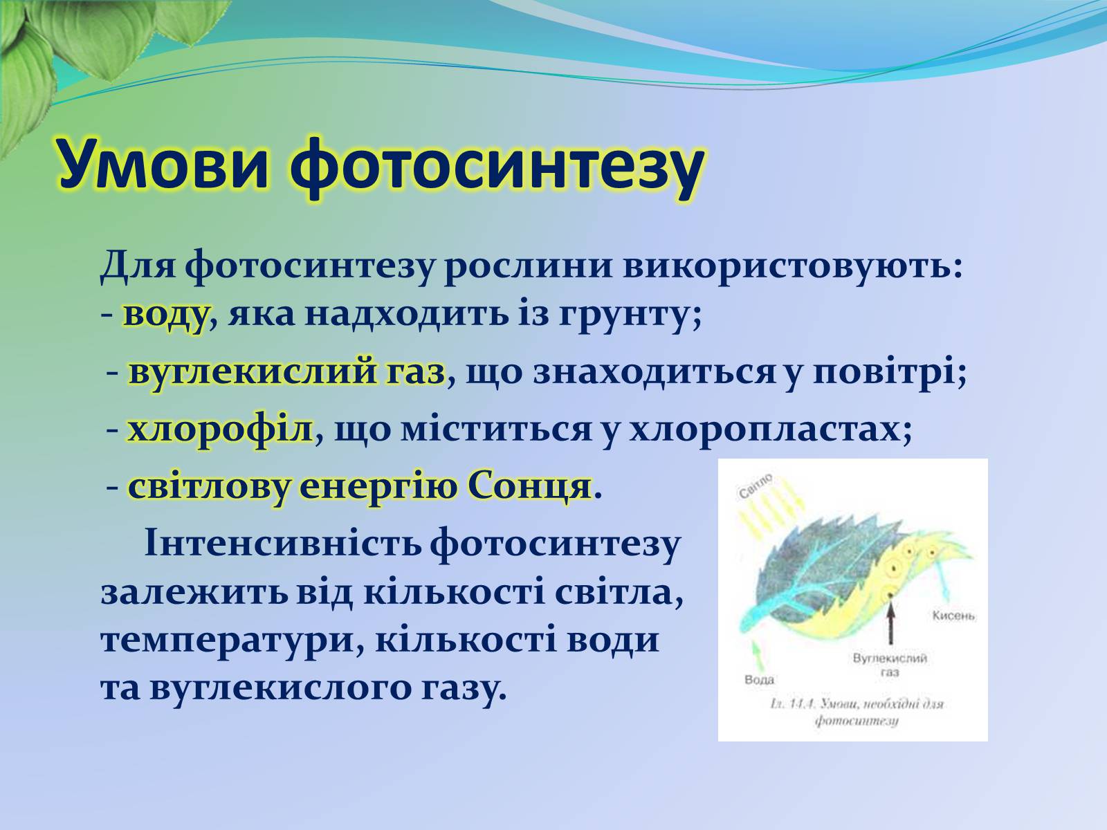 Презентація на тему «Функції листка» - Слайд #8 Презентація на тему «Функції листка» - Слайд #8