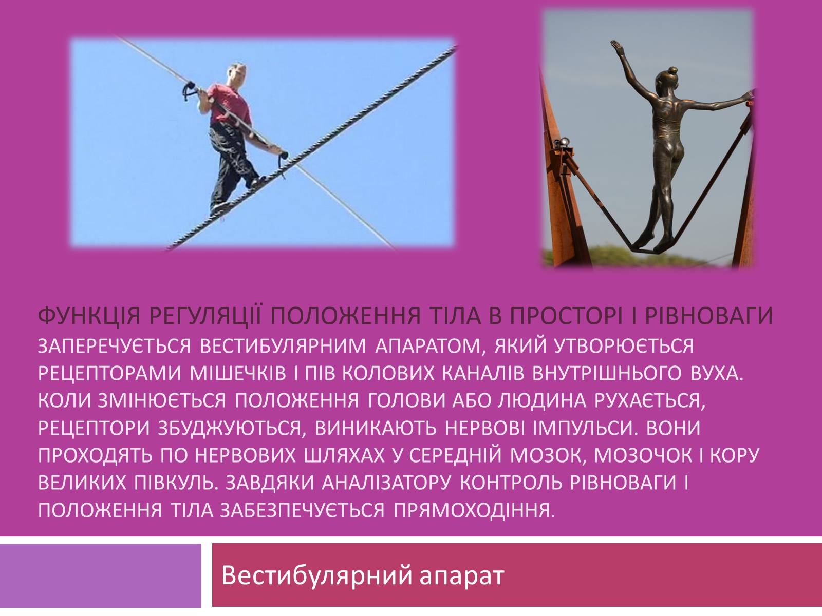 Презентація на тему «Вчення І.П. Павлова про Аналізатори» - Слайд #11 Презентація на тему «Вчення І.П. Павлова про Аналізатори» - Слайд #11