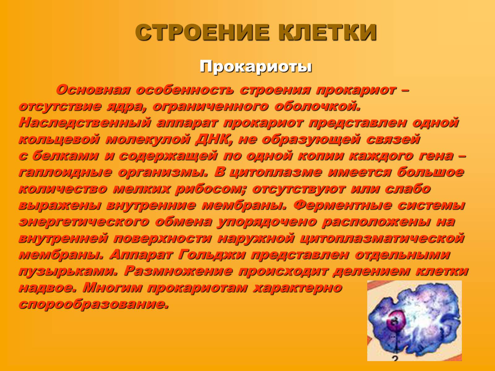 Презентація на тему «Сравнительная характеристика прокариотической и эукариотической клетки» - Слайд #4 Презентація на тему «Сравнительная характеристика прокариотической и эукариотической клетки» - Слайд #4
