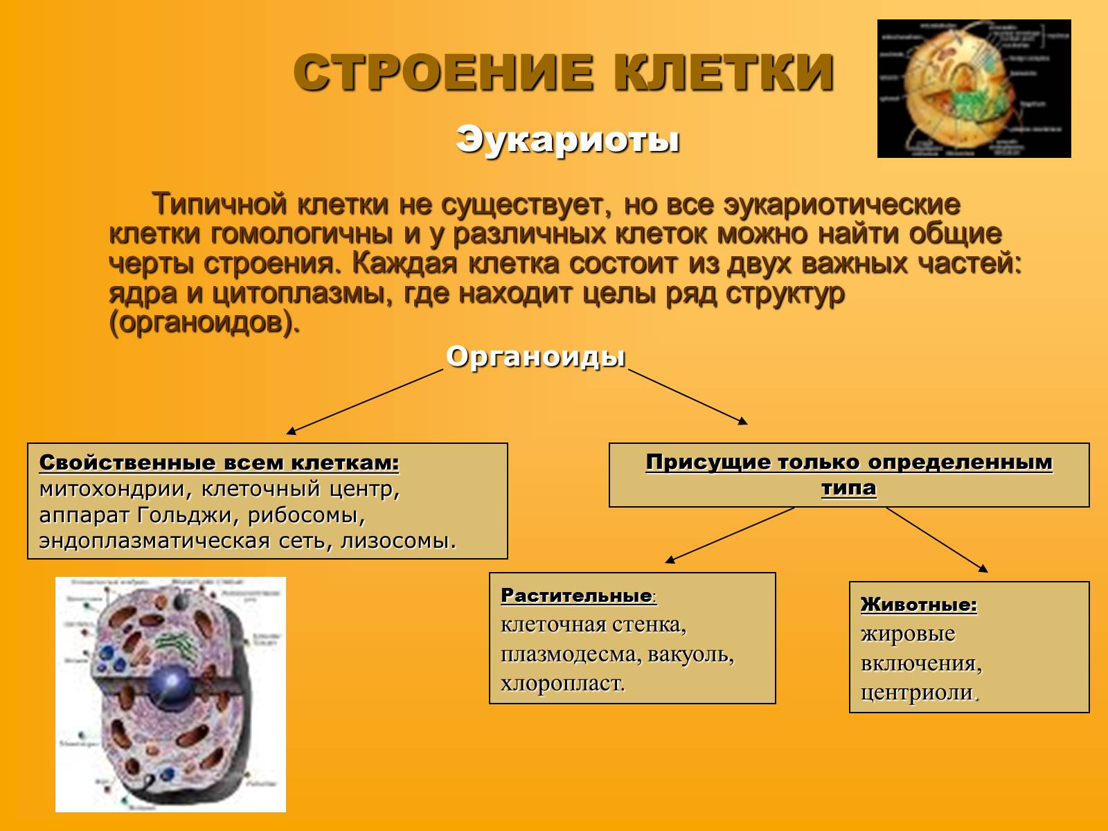 Презентація на тему «Сравнительная характеристика прокариотической и эукариотической клетки» - Слайд #5 Презентація на тему «Сравнительная характеристика прокариотической и эукариотической клетки» - Слайд #5