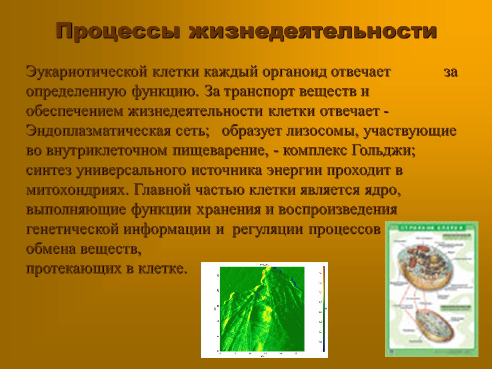 Презентація на тему «Сравнительная характеристика прокариотической и эукариотической клетки» - Слайд #7 Презентація на тему «Сравнительная характеристика прокариотической и эукариотической клетки» - Слайд #7