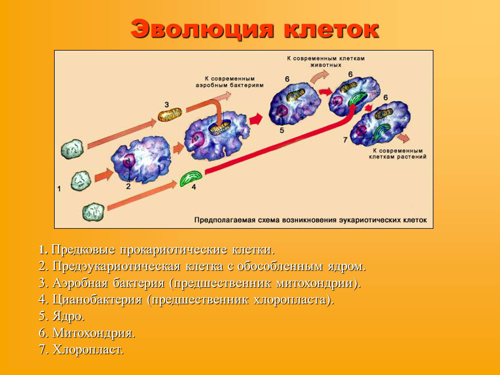 Презентація на тему «Сравнительная характеристика прокариотической и эукариотической клетки» - Слайд #8 Презентація на тему «Сравнительная характеристика прокариотической и эукариотической клетки» - Слайд #8