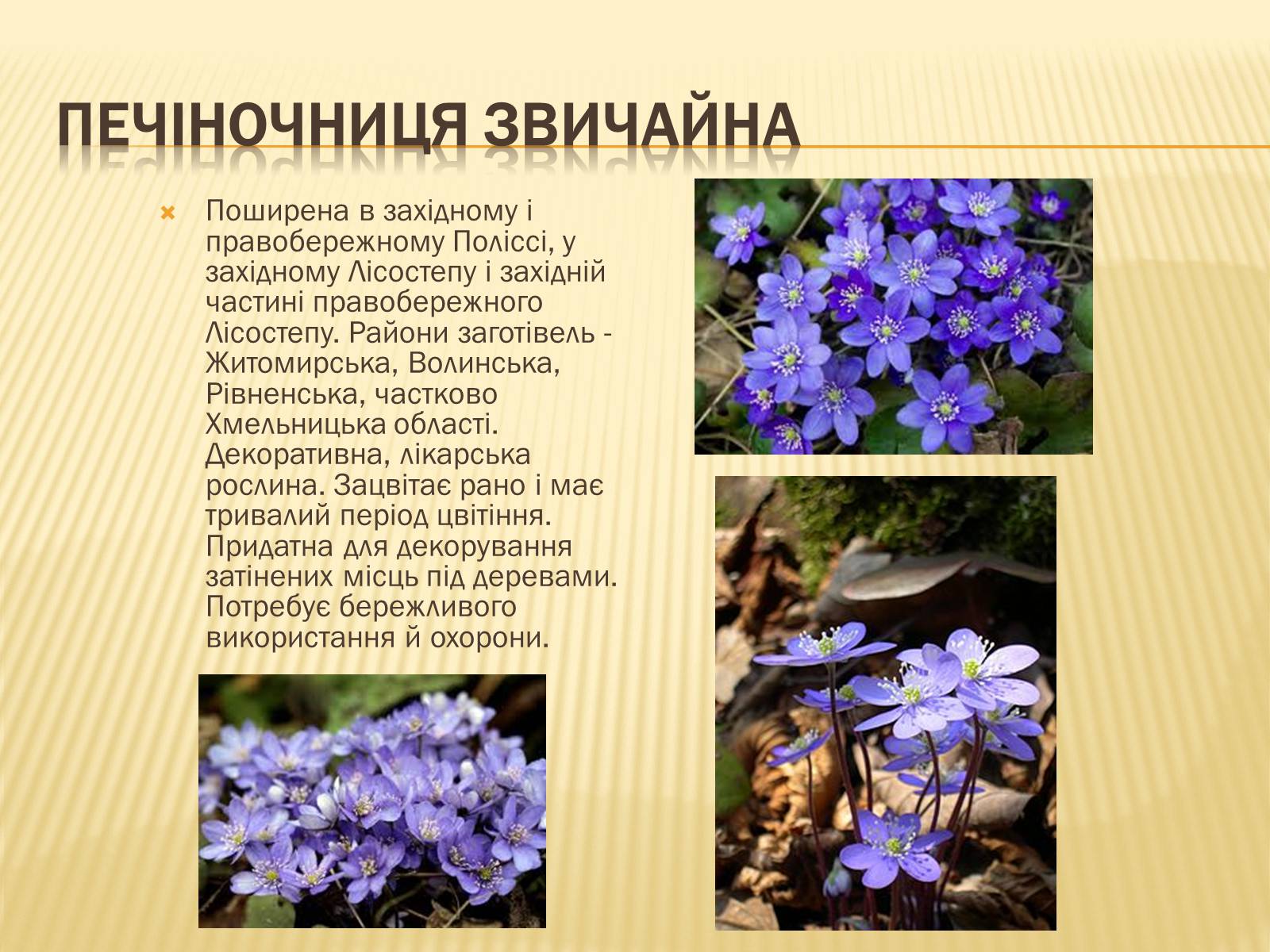 Презентація на тему «Рослини занесені до Червоної книги України» - Слайд #11 Презентація на тему «Рослини занесені до Червоної книги України» - Слайд #11