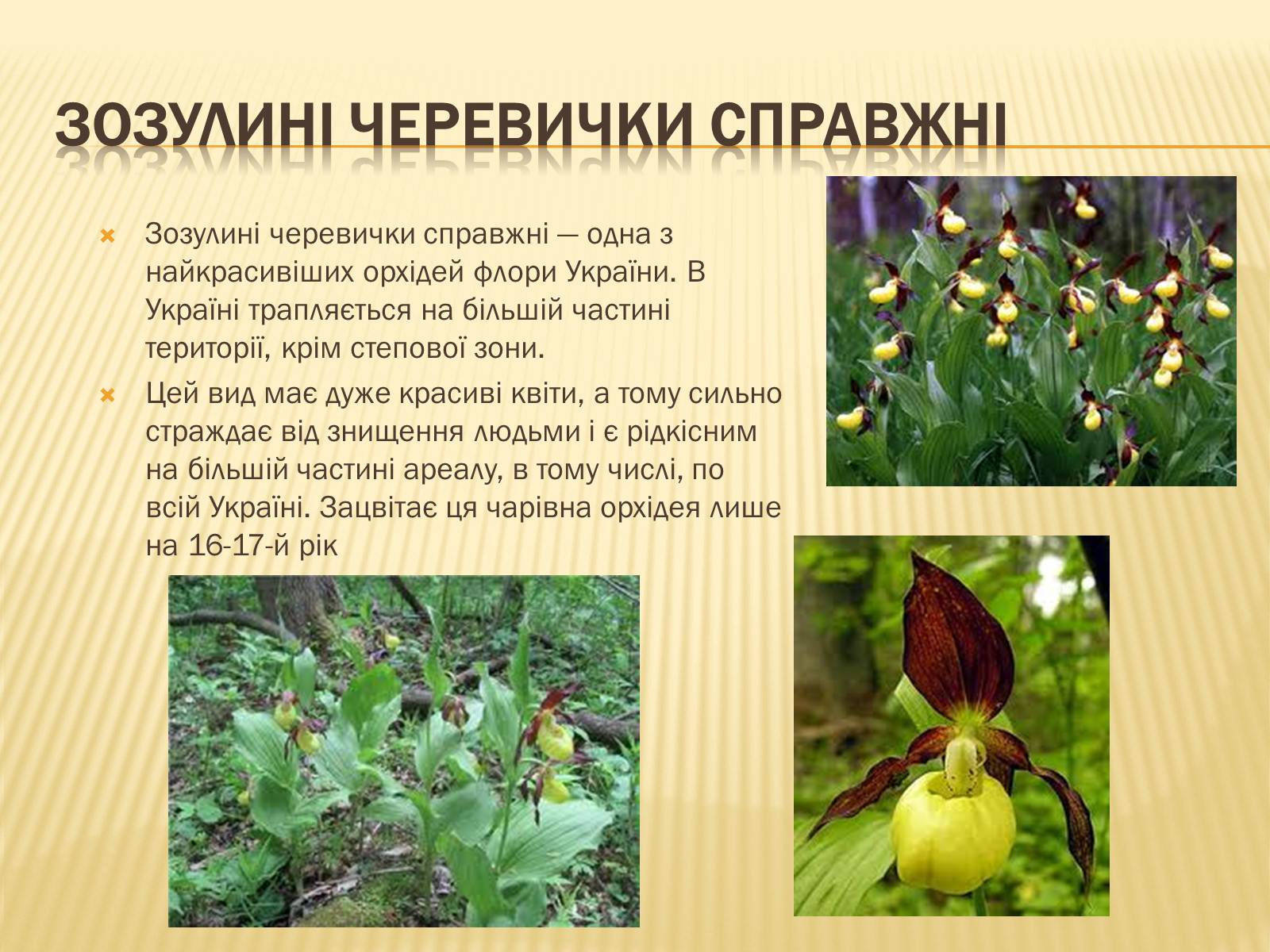 Презентація на тему «Рослини занесені до Червоної книги України» - Слайд #2 Презентація на тему «Рослини занесені до Червоної книги України» - Слайд #2