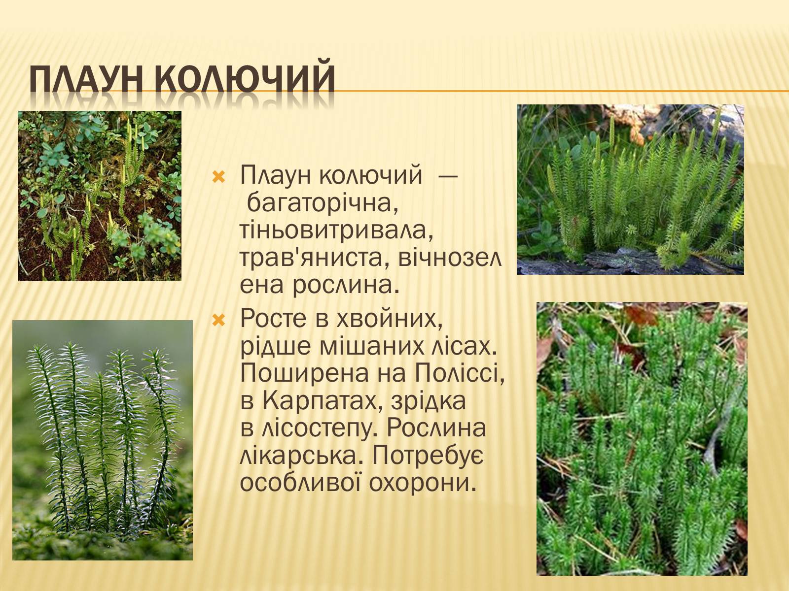 Презентація на тему «Рослини занесені до Червоної книги України» - Слайд #7 Презентація на тему «Рослини занесені до Червоної книги України» - Слайд #7