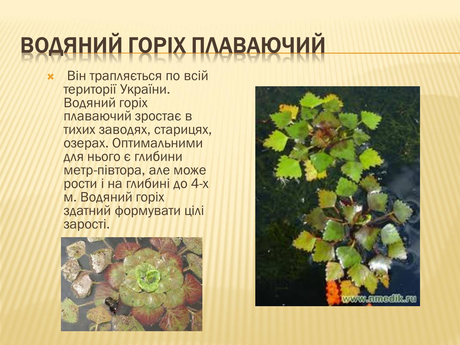 Презентація на тему «Рослини занесені до Червоної книги України» - Слайд #8 Презентація на тему «Рослини занесені до Червоної книги України» - Слайд #8