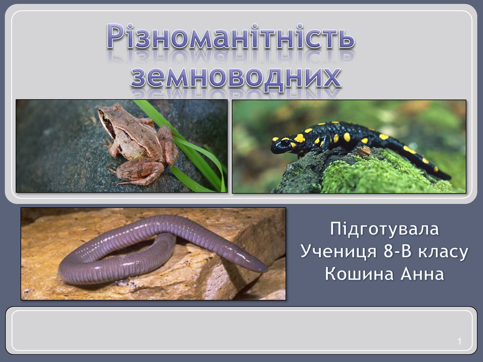 Презентація на тему «Різноманітність земноводних» (варіант 1) - Слайд #1 Презентація на тему «Різноманітність земноводних» (варіант 1) - Слайд #1