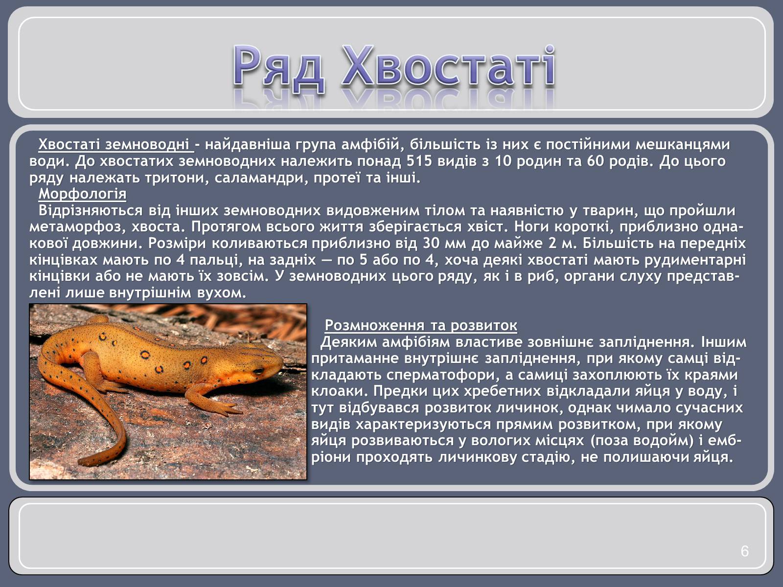 Презентація на тему «Різноманітність земноводних» (варіант 1) - Слайд #6 Презентація на тему «Різноманітність земноводних» (варіант 1) - Слайд #6