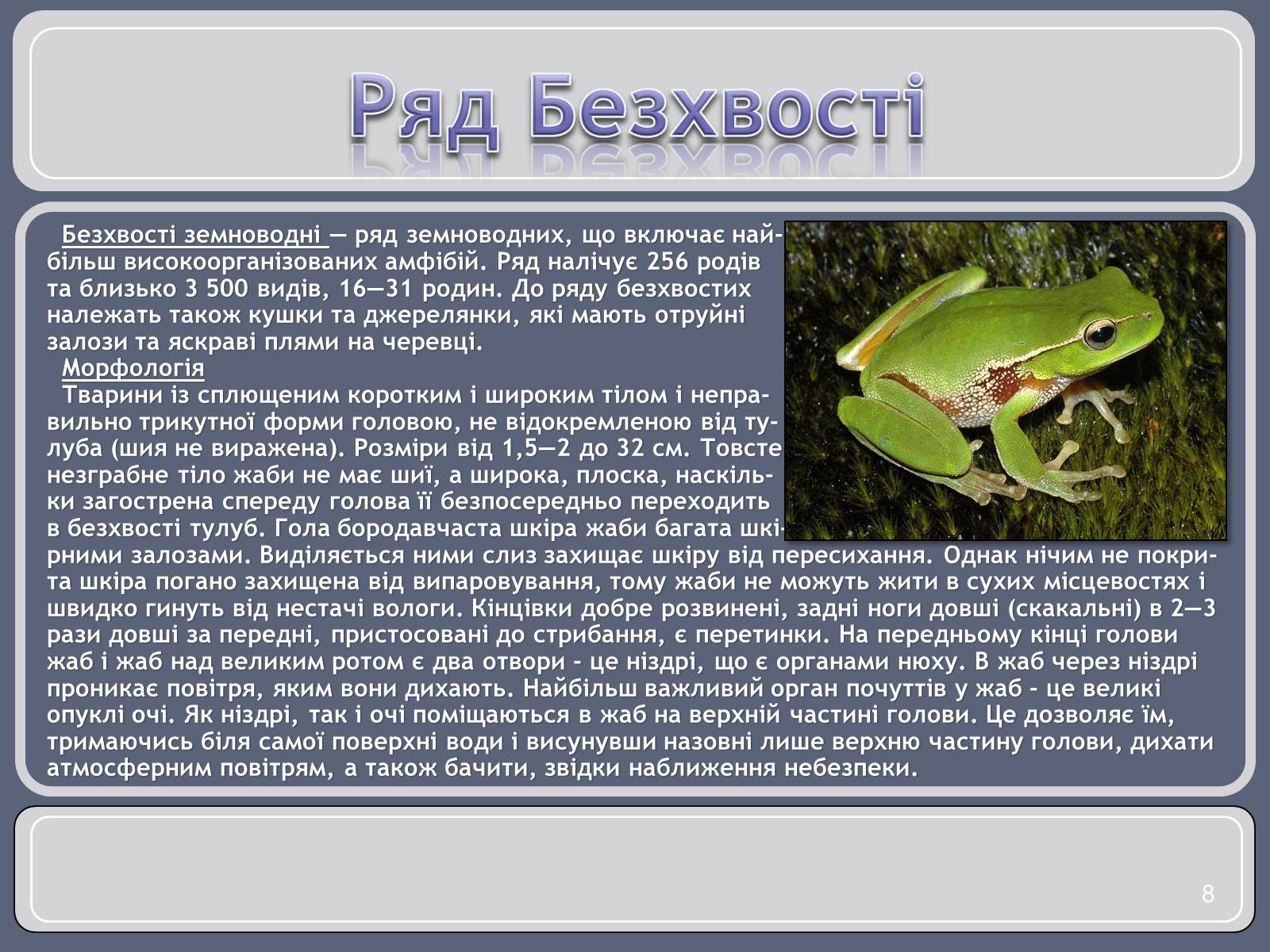 Презентація на тему «Різноманітність земноводних» (варіант 1) - Слайд #8 Презентація на тему «Різноманітність земноводних» (варіант 1) - Слайд #8