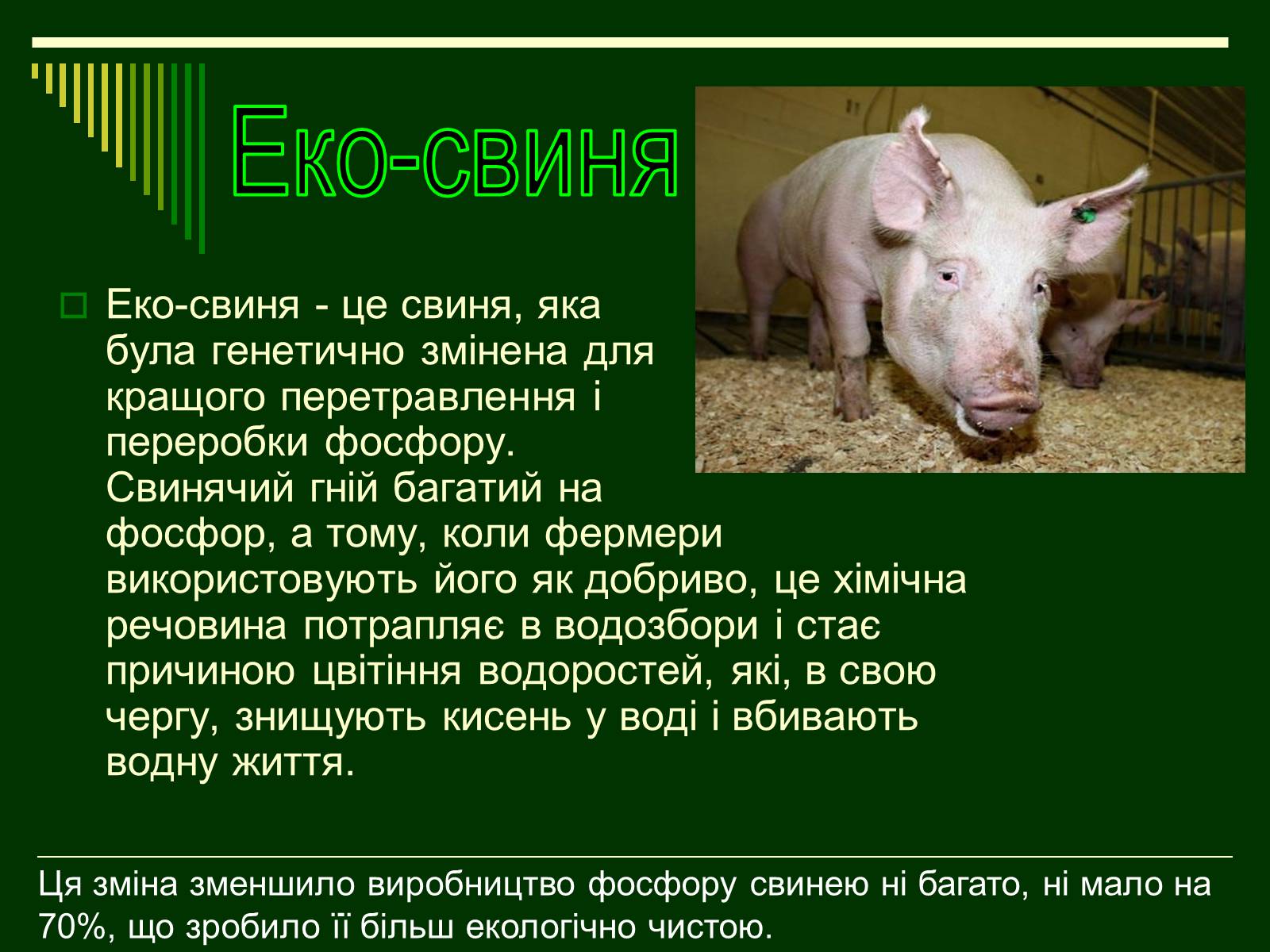 Презентація на тему «Трансгенні організми» (варіант 1) - Слайд #11 Презентація на тему «Трансгенні організми» (варіант 1) - Слайд #11