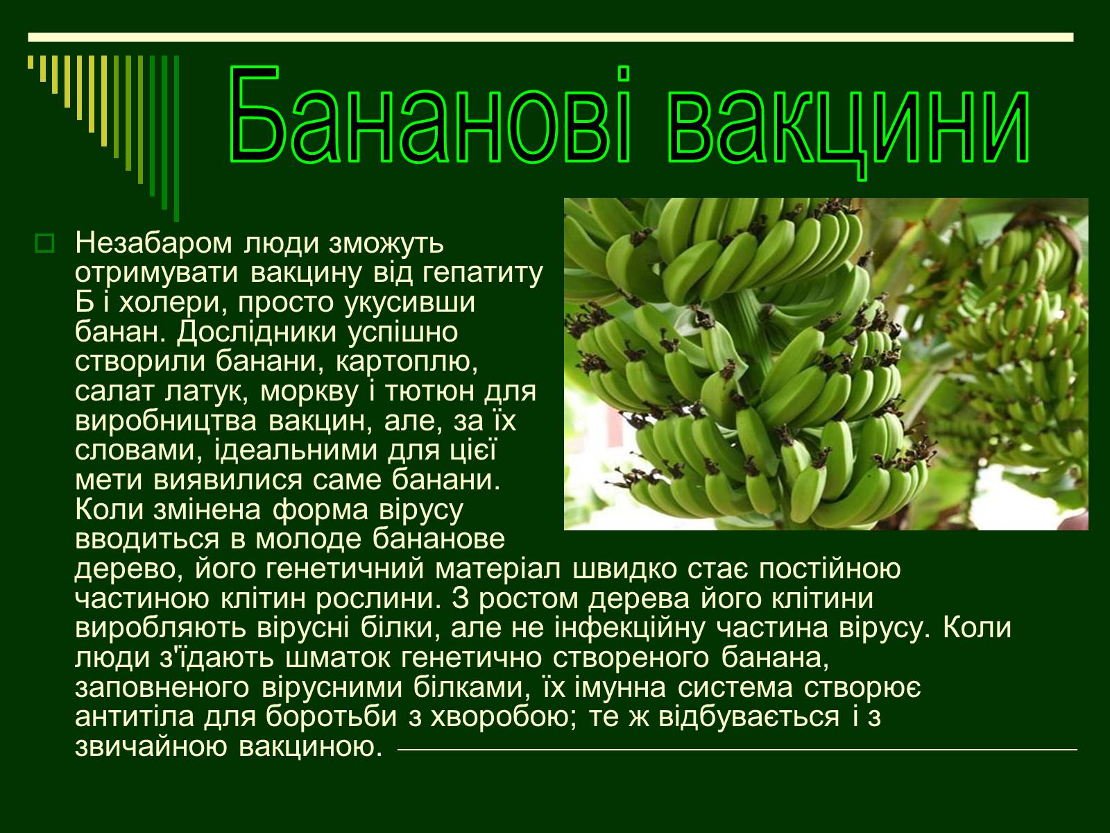 Презентація на тему «Трансгенні організми» (варіант 1) - Слайд #16 Презентація на тему «Трансгенні організми» (варіант 1) - Слайд #16