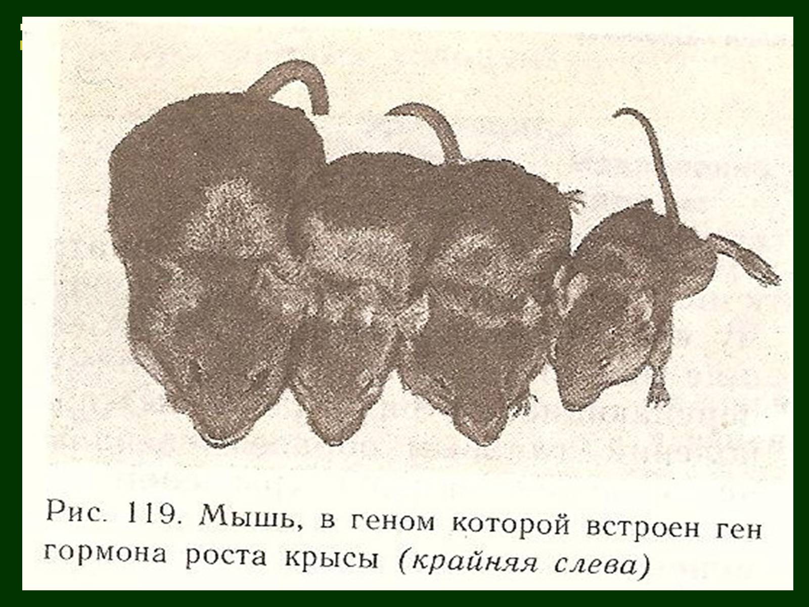 Презентація на тему «Трансгенні організми» (варіант 1) - Слайд #8 Презентація на тему «Трансгенні організми» (варіант 1) - Слайд #8
