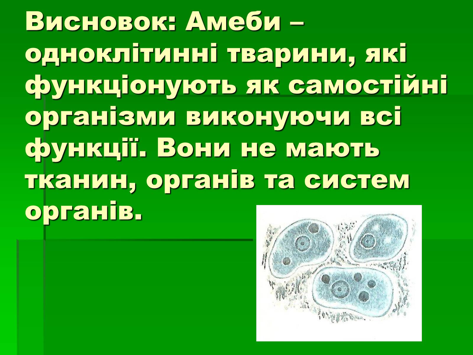 Презентація на тему «Паразитичні найпростіші» - Слайд #13