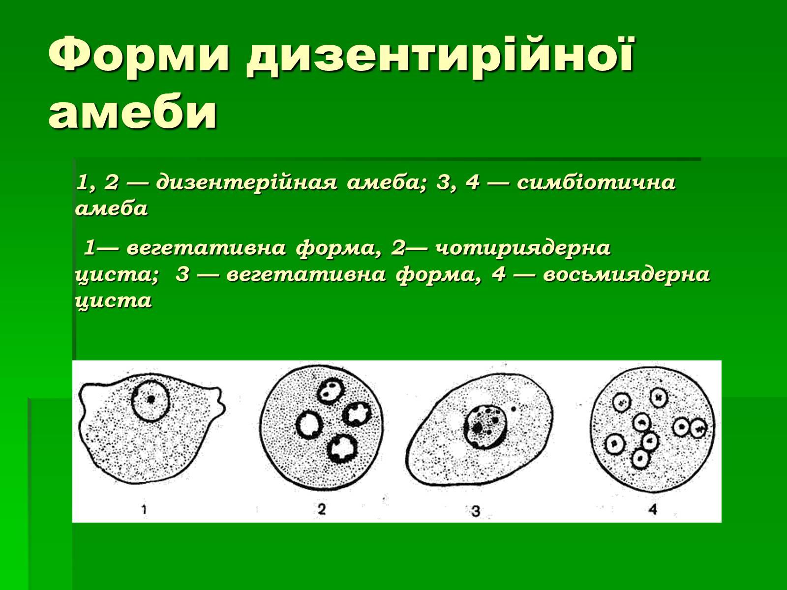 Презентація на тему «Паразитичні найпростіші» - Слайд #6