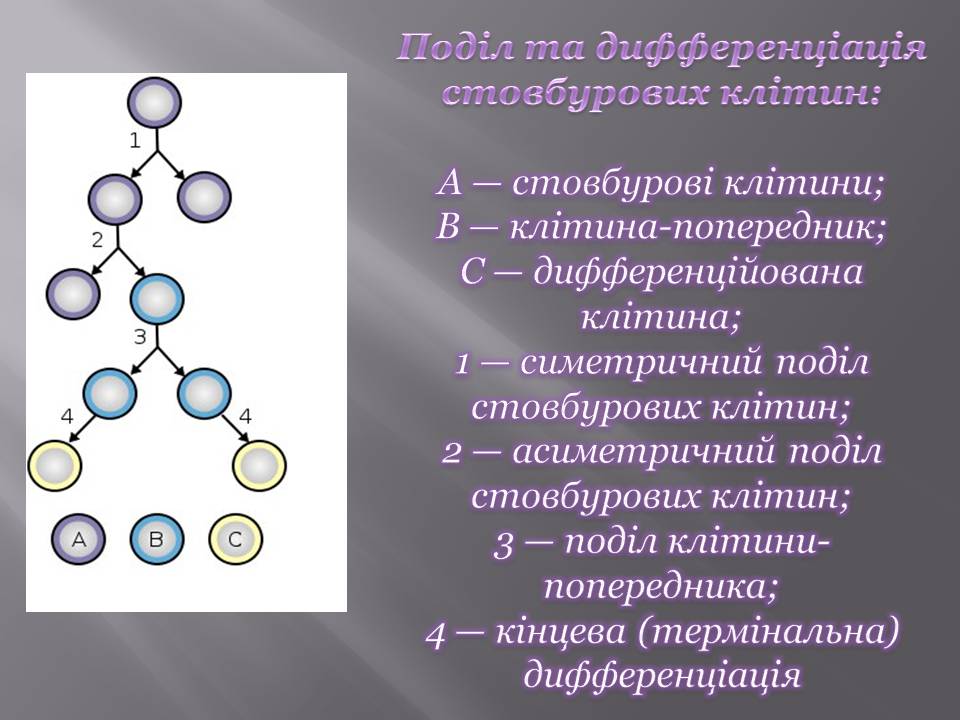 Презентація на тему «Стовбурові клітини» (варіант 6) - Слайд #18 Презентація на тему «Стовбурові клітини» (варіант 6) - Слайд #18