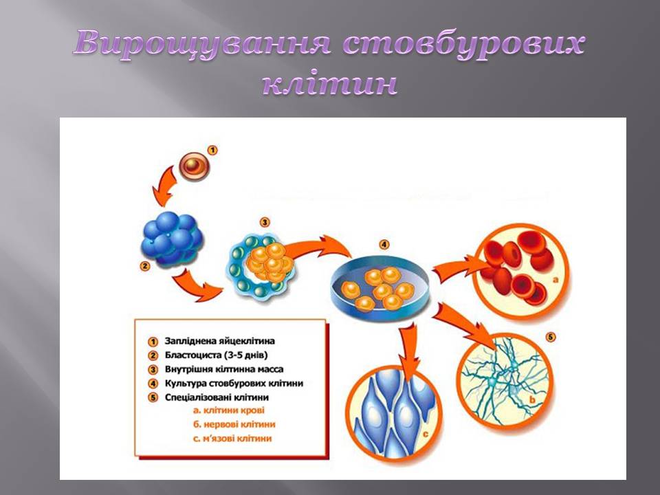 Презентація на тему «Стовбурові клітини» (варіант 6) - Слайд #9 Презентація на тему «Стовбурові клітини» (варіант 6) - Слайд #9