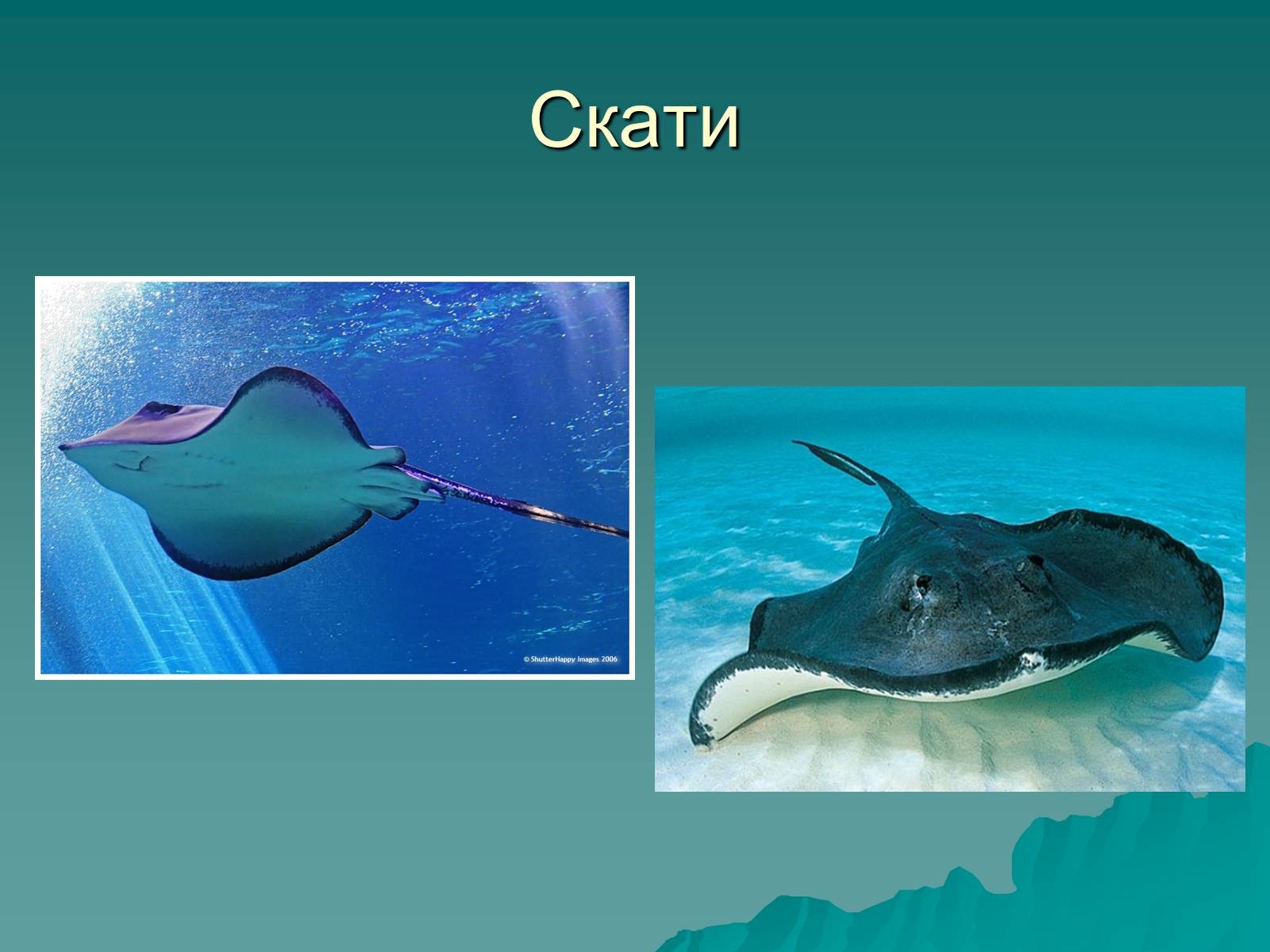 Презентація на тему «Скати» - Слайд #1 Презентація на тему «Скати» - Слайд #1