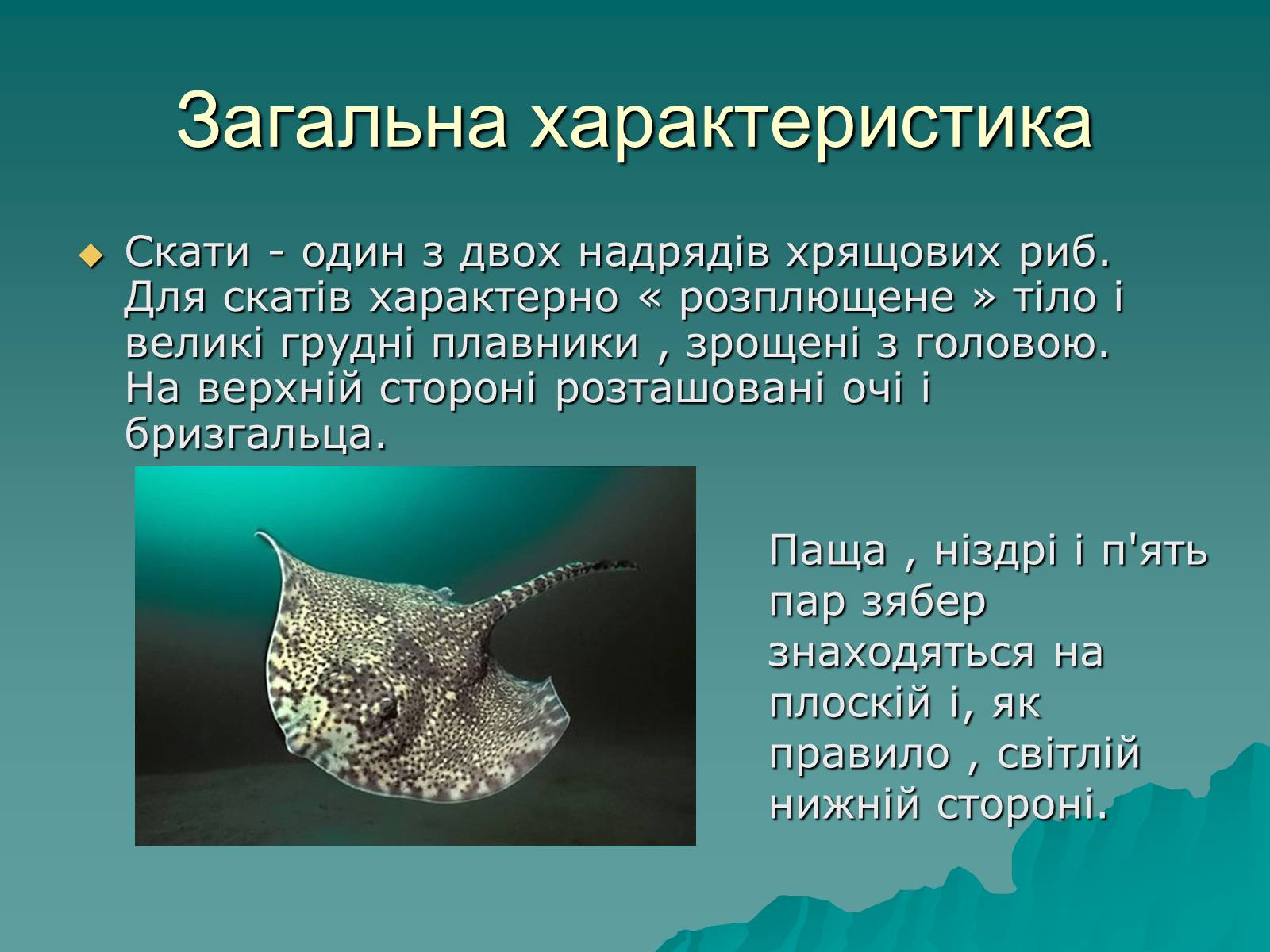 Презентація на тему «Скати» - Слайд #2 Презентація на тему «Скати» - Слайд #2