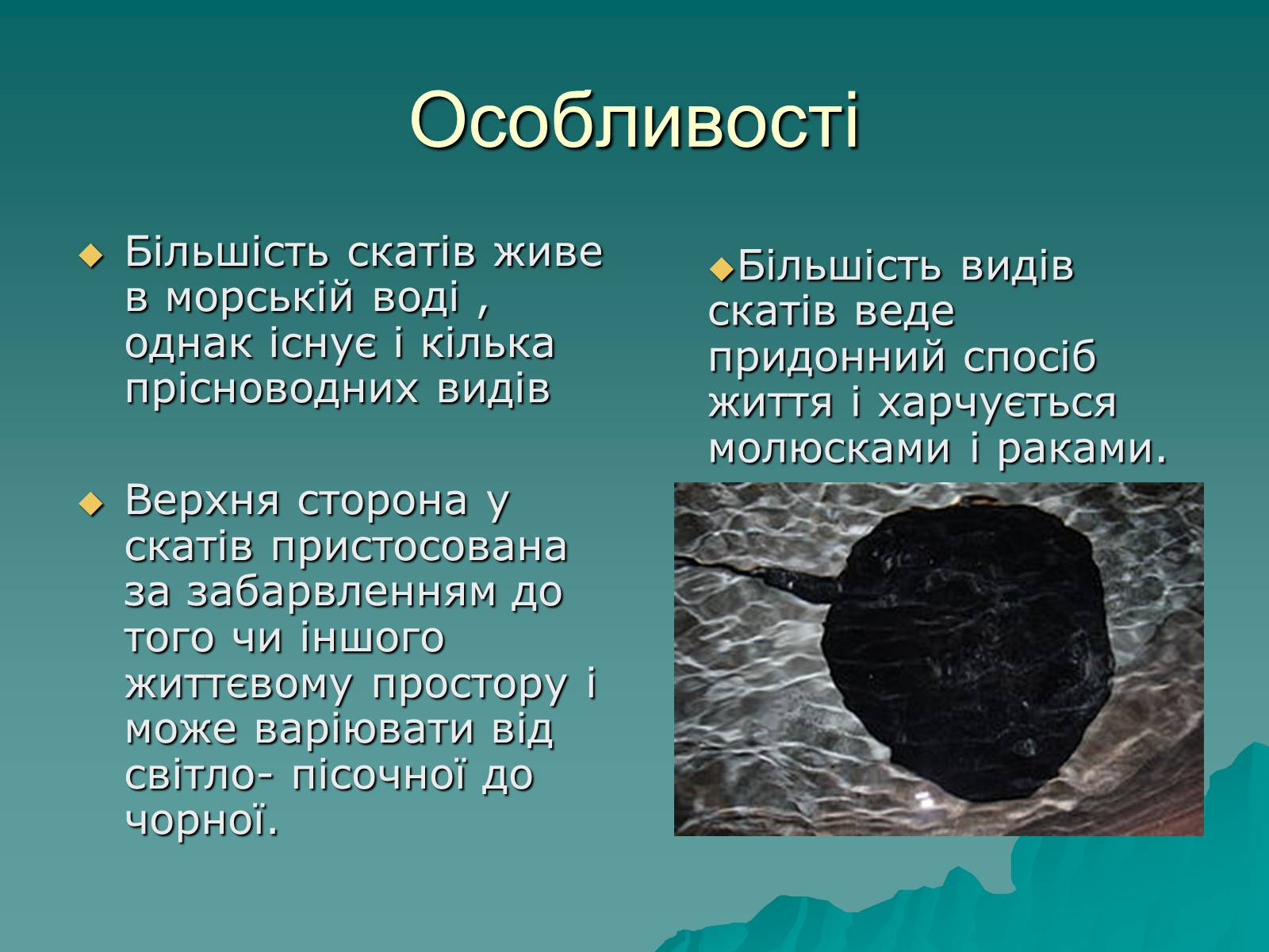 Презентація на тему «Скати» - Слайд #3 Презентація на тему «Скати» - Слайд #3