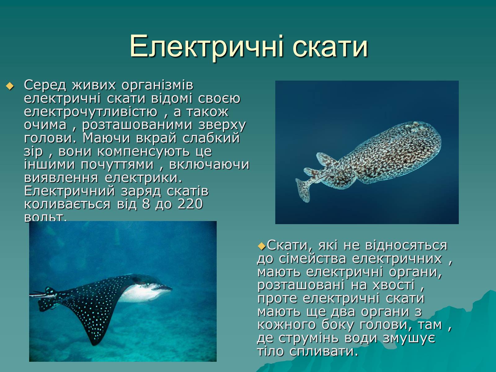 Презентація на тему «Скати» - Слайд #4 Презентація на тему «Скати» - Слайд #4