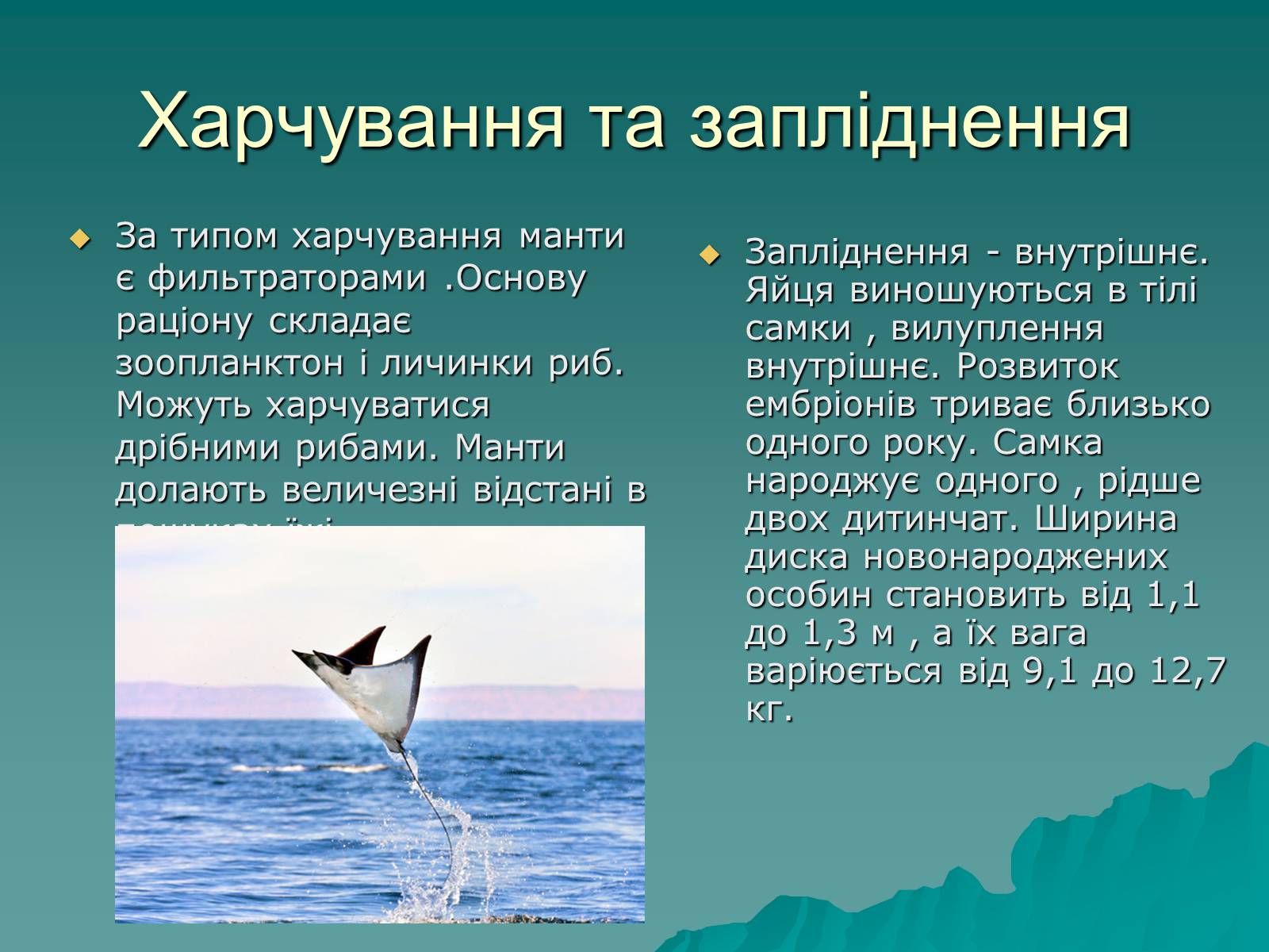 Презентація на тему «Скати» - Слайд #7 Презентація на тему «Скати» - Слайд #7