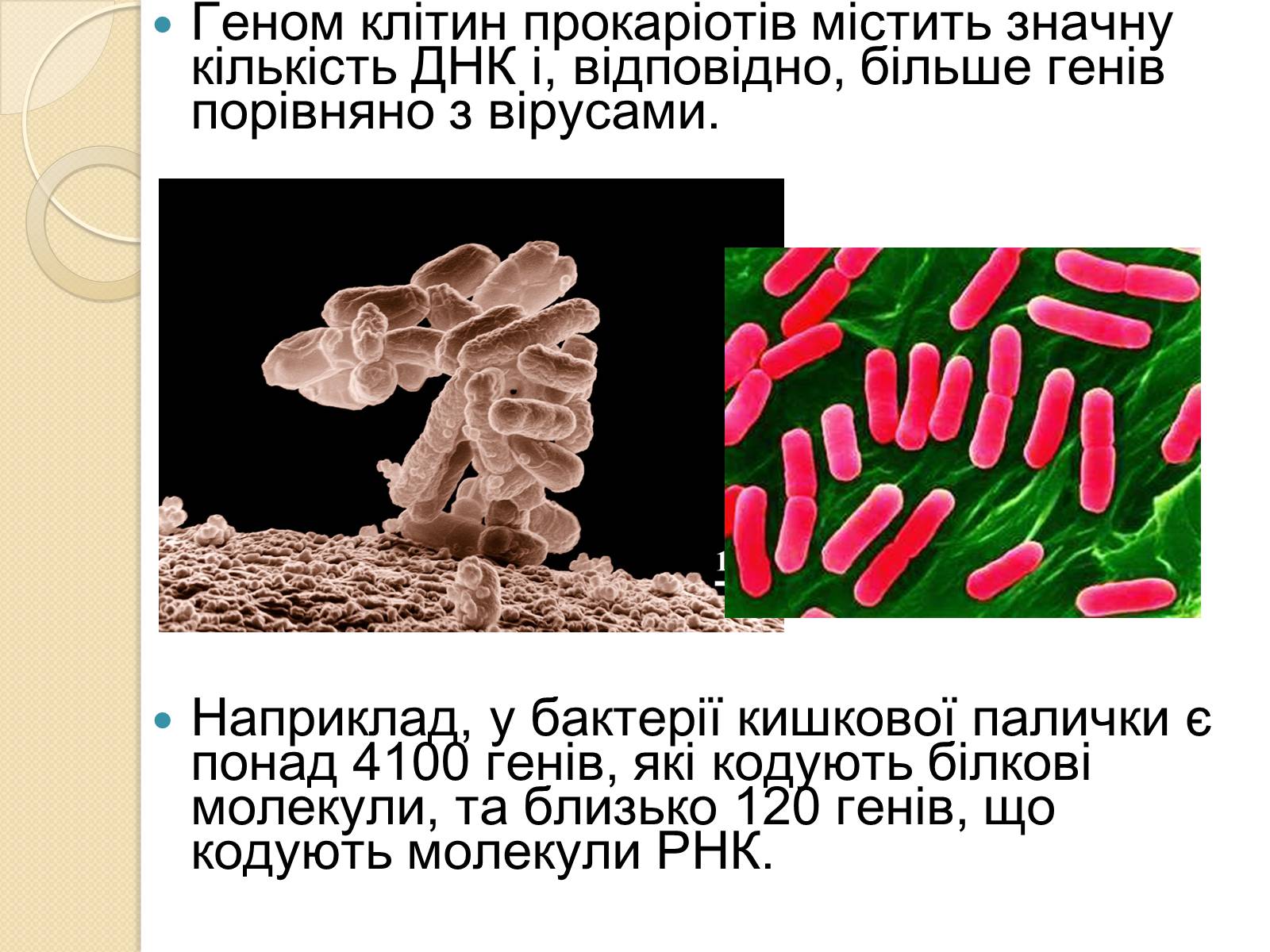 Презентація на тему «Основні закономірності функціонування генів у про – та еукаріотів» (варіант 1) - Слайд #3 Презентація на тему «Основні закономірності функціонування генів у про – та еукаріотів» (варіант 1) - Слайд #3