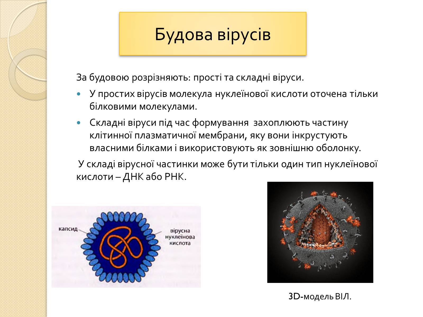 Презентація на тему «Віруси» (варіант 21) - Слайд #5 Презентація на тему «Віруси» (варіант 21) - Слайд #5