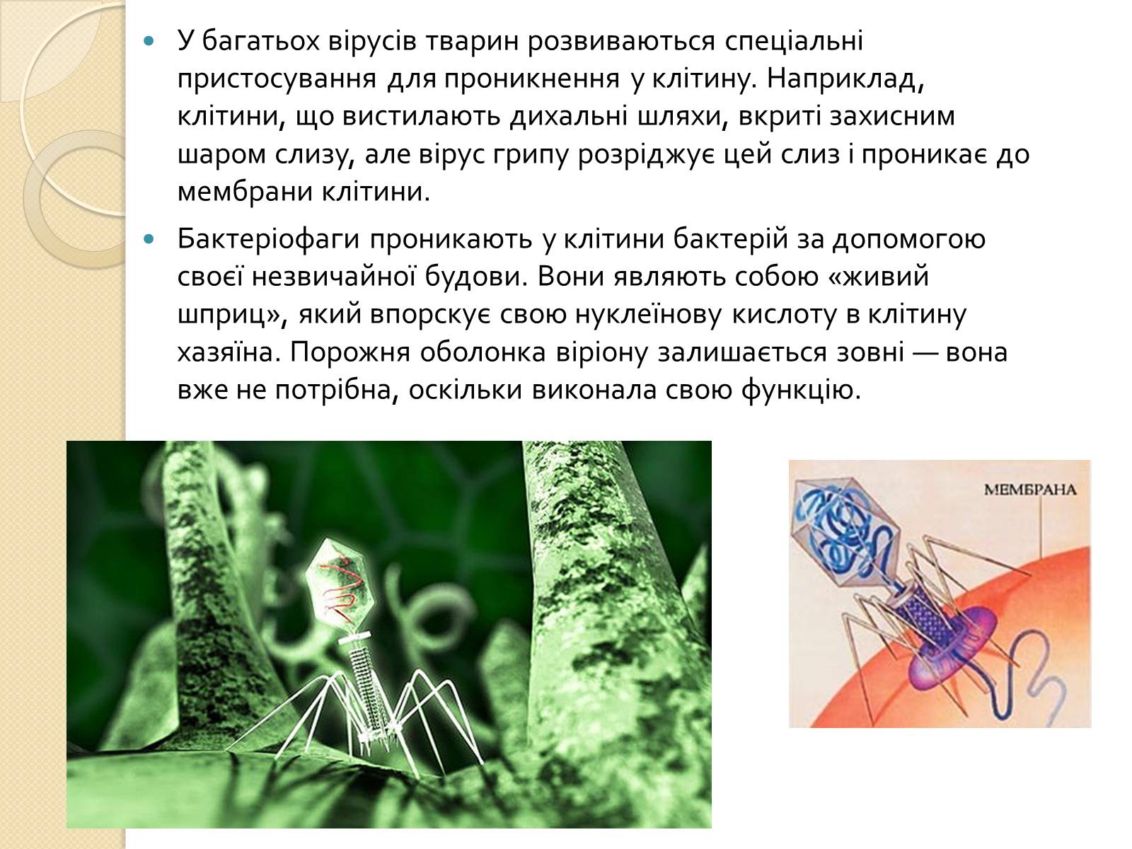 Презентація на тему «Віруси» (варіант 21) - Слайд #8 Презентація на тему «Віруси» (варіант 21) - Слайд #8