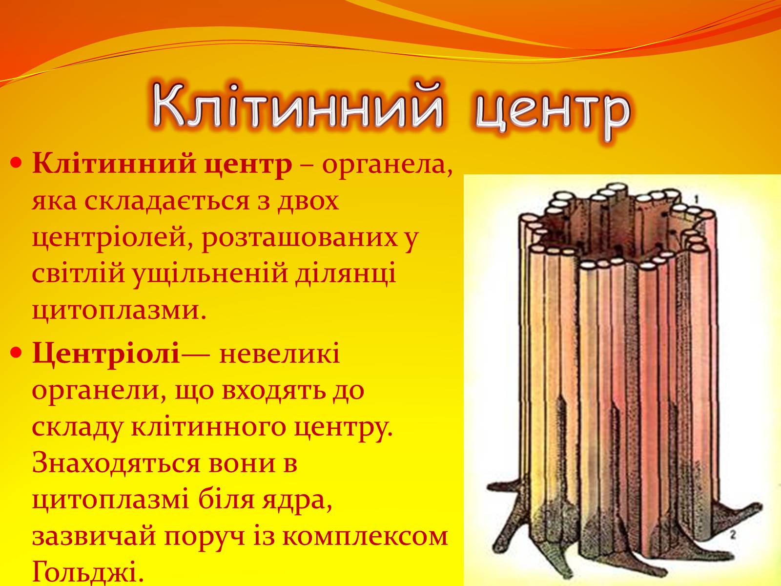 Презентація на тему «Немембранні органели» - Слайд #5 Презентація на тему «Немембранні органели» - Слайд #5