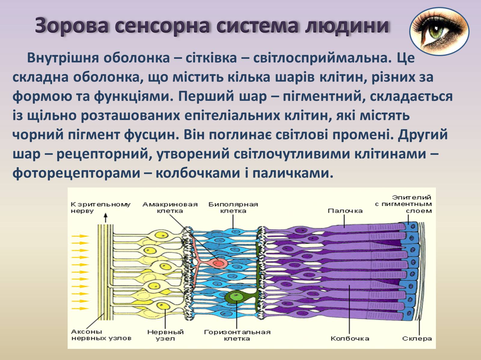 Презентація на тему «Сенсорна система ока» - Слайд #10 Презентація на тему «Сенсорна система ока» - Слайд #10