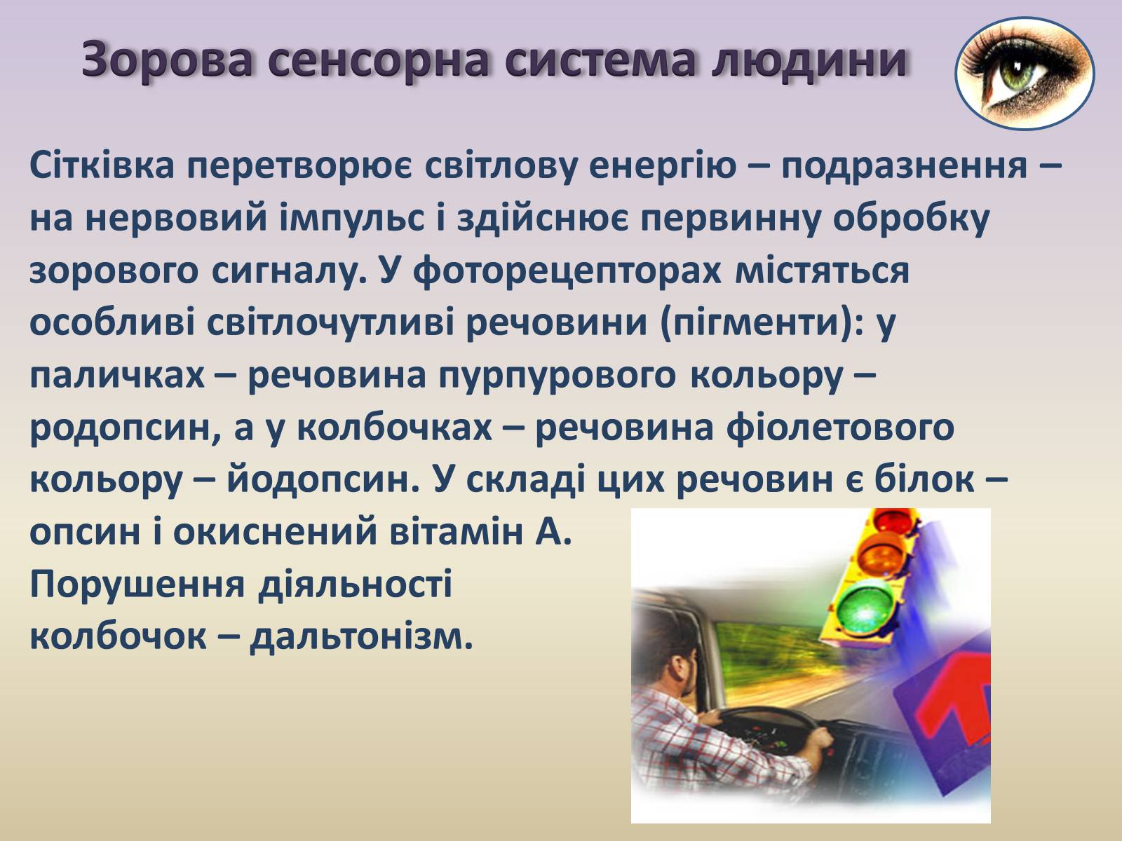 Презентація на тему «Сенсорна система ока» - Слайд #11 Презентація на тему «Сенсорна система ока» - Слайд #11