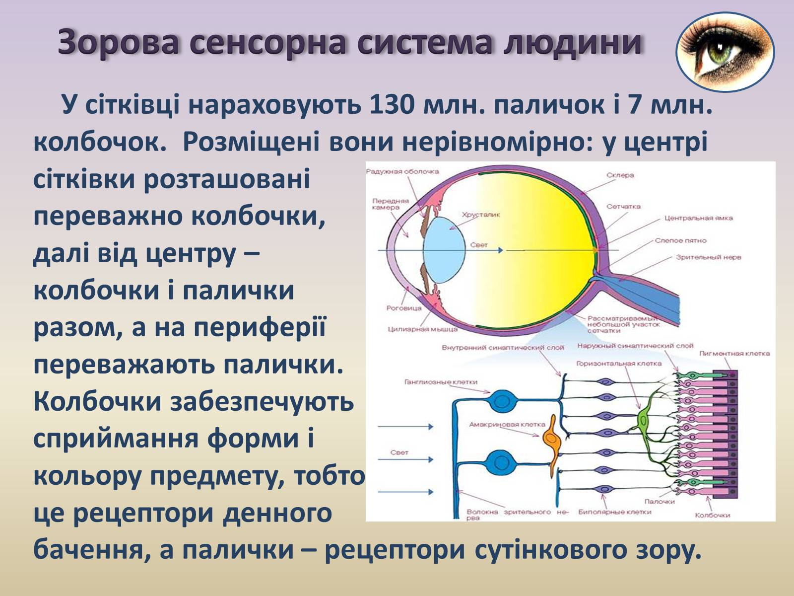 Презентація на тему «Сенсорна система ока» - Слайд #12 Презентація на тему «Сенсорна система ока» - Слайд #12