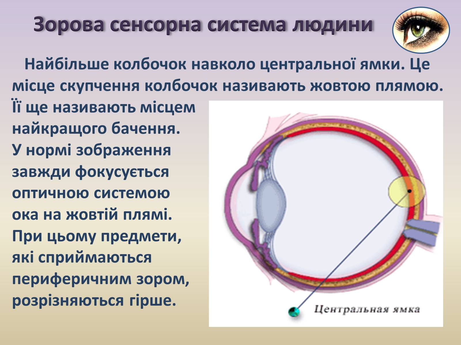 Презентація на тему «Сенсорна система ока» - Слайд #13 Презентація на тему «Сенсорна система ока» - Слайд #13