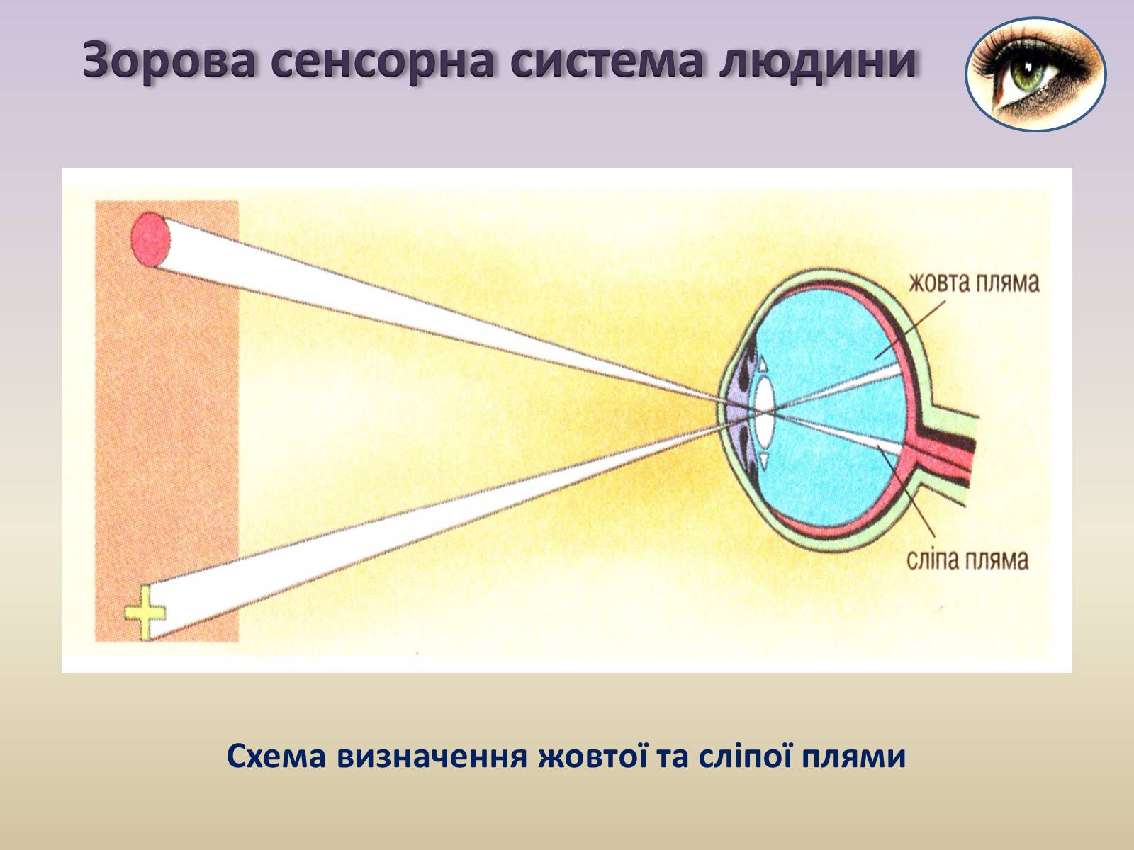 Презентація на тему «Сенсорна система ока» - Слайд #15 Презентація на тему «Сенсорна система ока» - Слайд #15