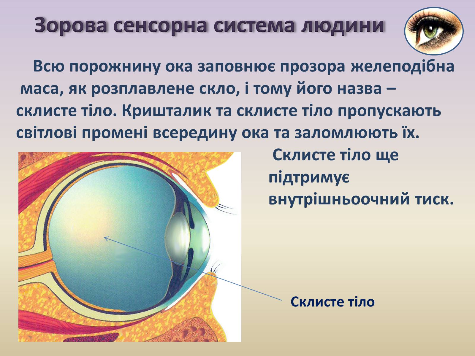 Презентація на тему «Сенсорна система ока» - Слайд #18 Презентація на тему «Сенсорна система ока» - Слайд #18