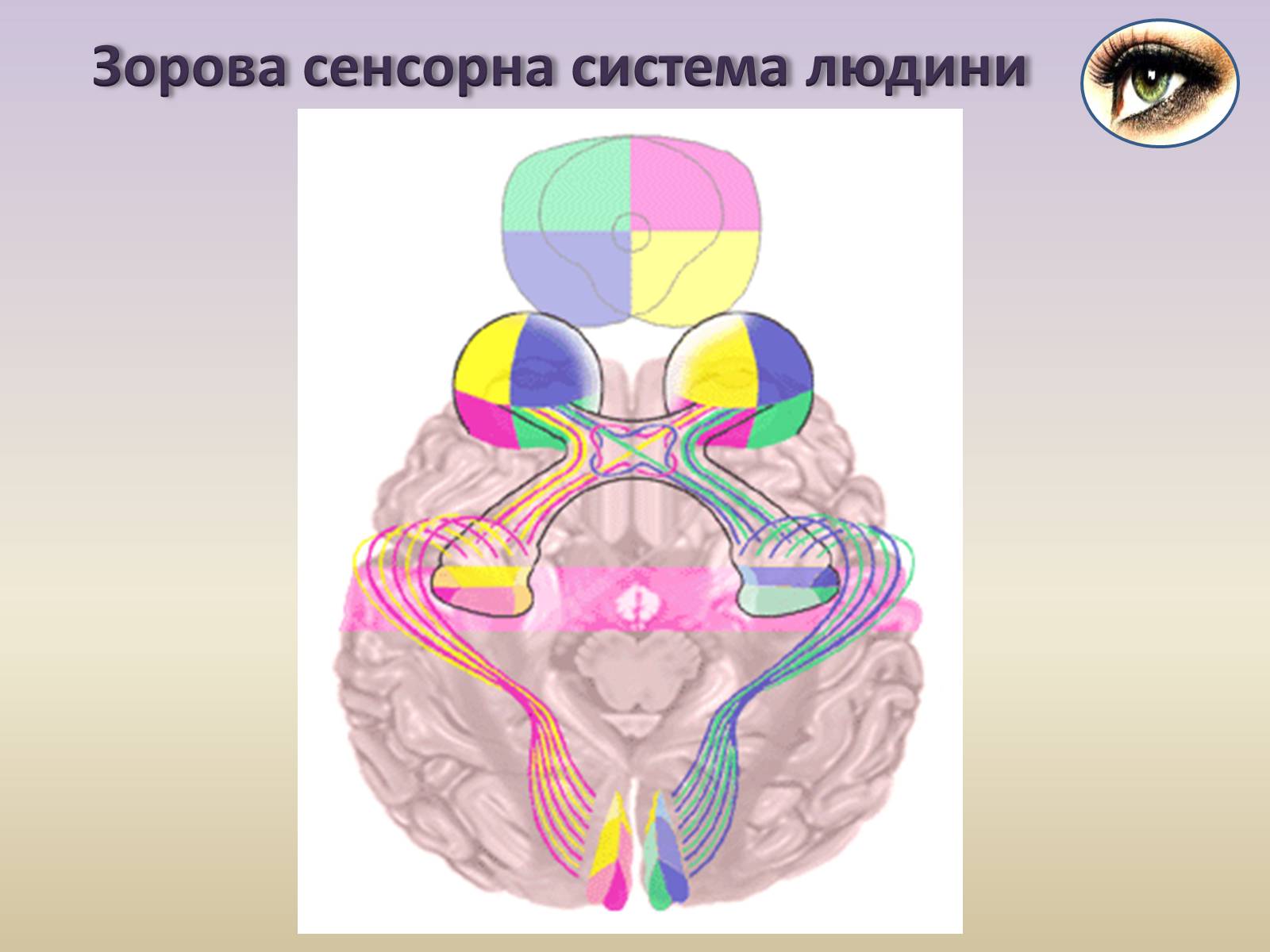 Презентація на тему «Сенсорна система ока» - Слайд #22 Презентація на тему «Сенсорна система ока» - Слайд #22
