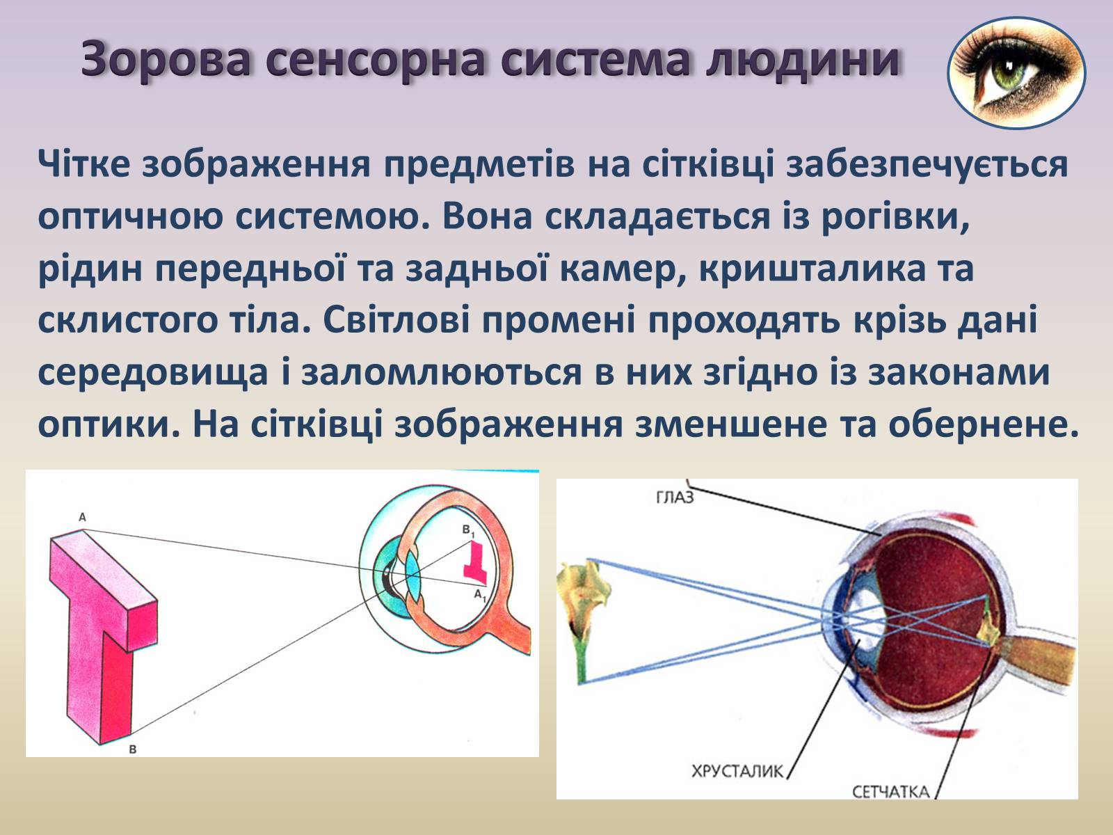 Презентація на тему «Сенсорна система ока» - Слайд #23 Презентація на тему «Сенсорна система ока» - Слайд #23