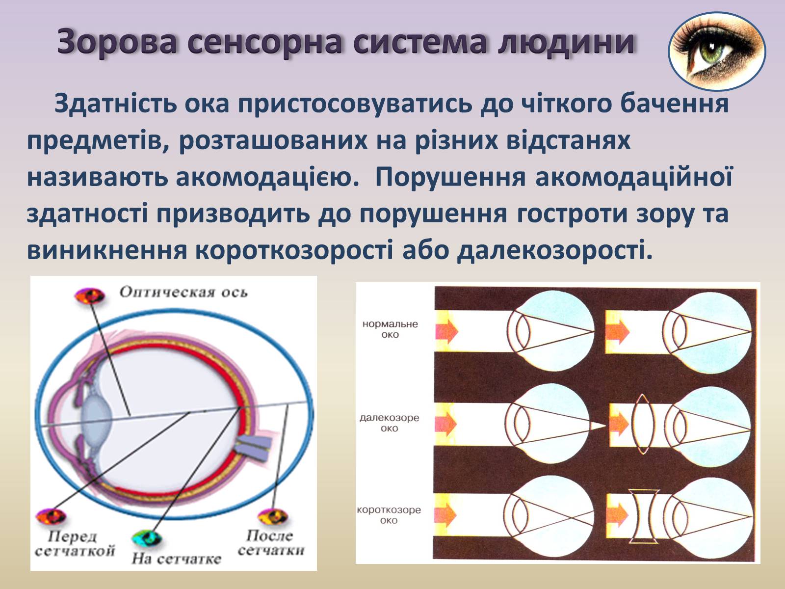 Презентація на тему «Сенсорна система ока» - Слайд #24 Презентація на тему «Сенсорна система ока» - Слайд #24