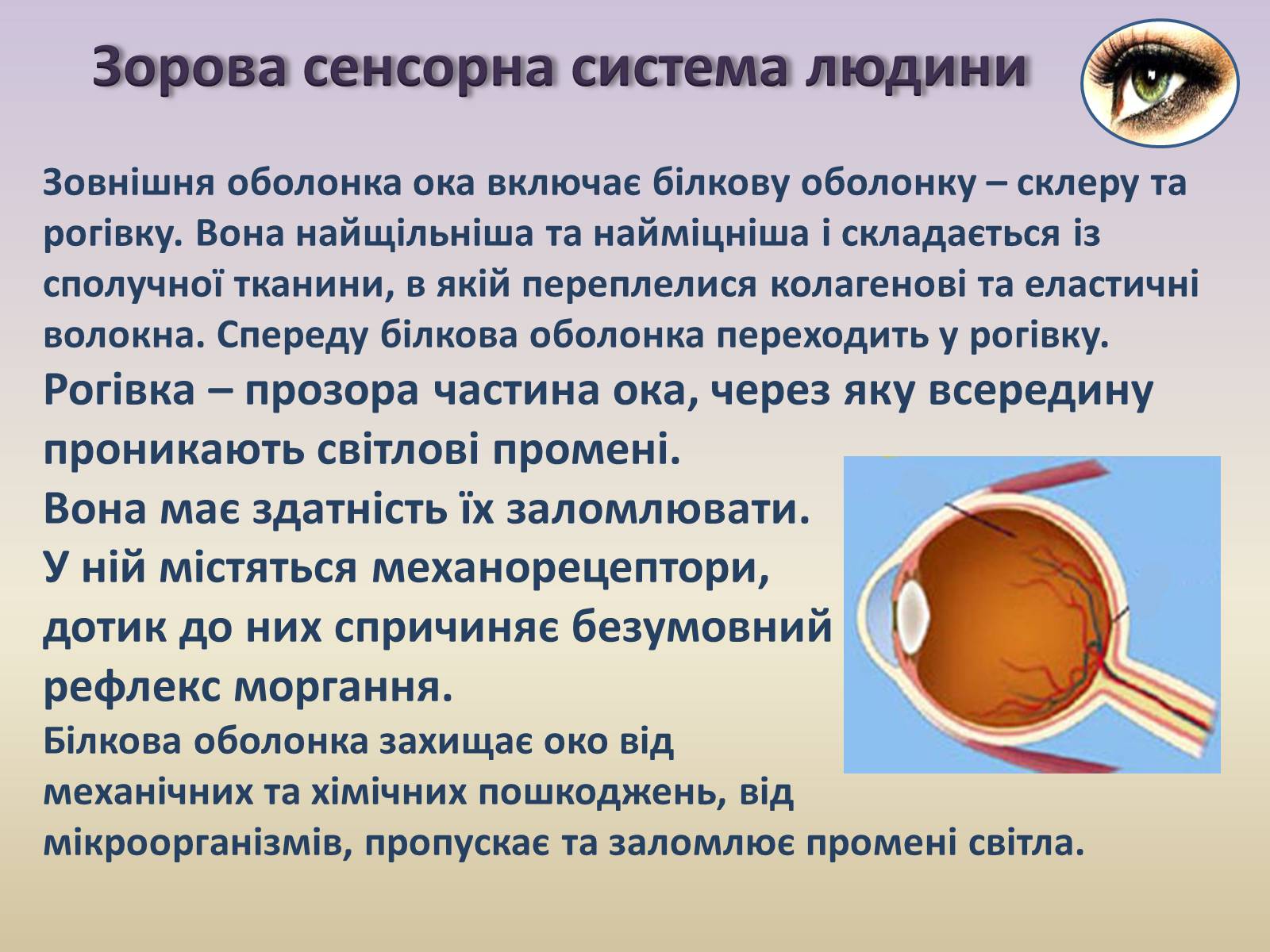 Презентація на тему «Сенсорна система ока» - Слайд #7 Презентація на тему «Сенсорна система ока» - Слайд #7
