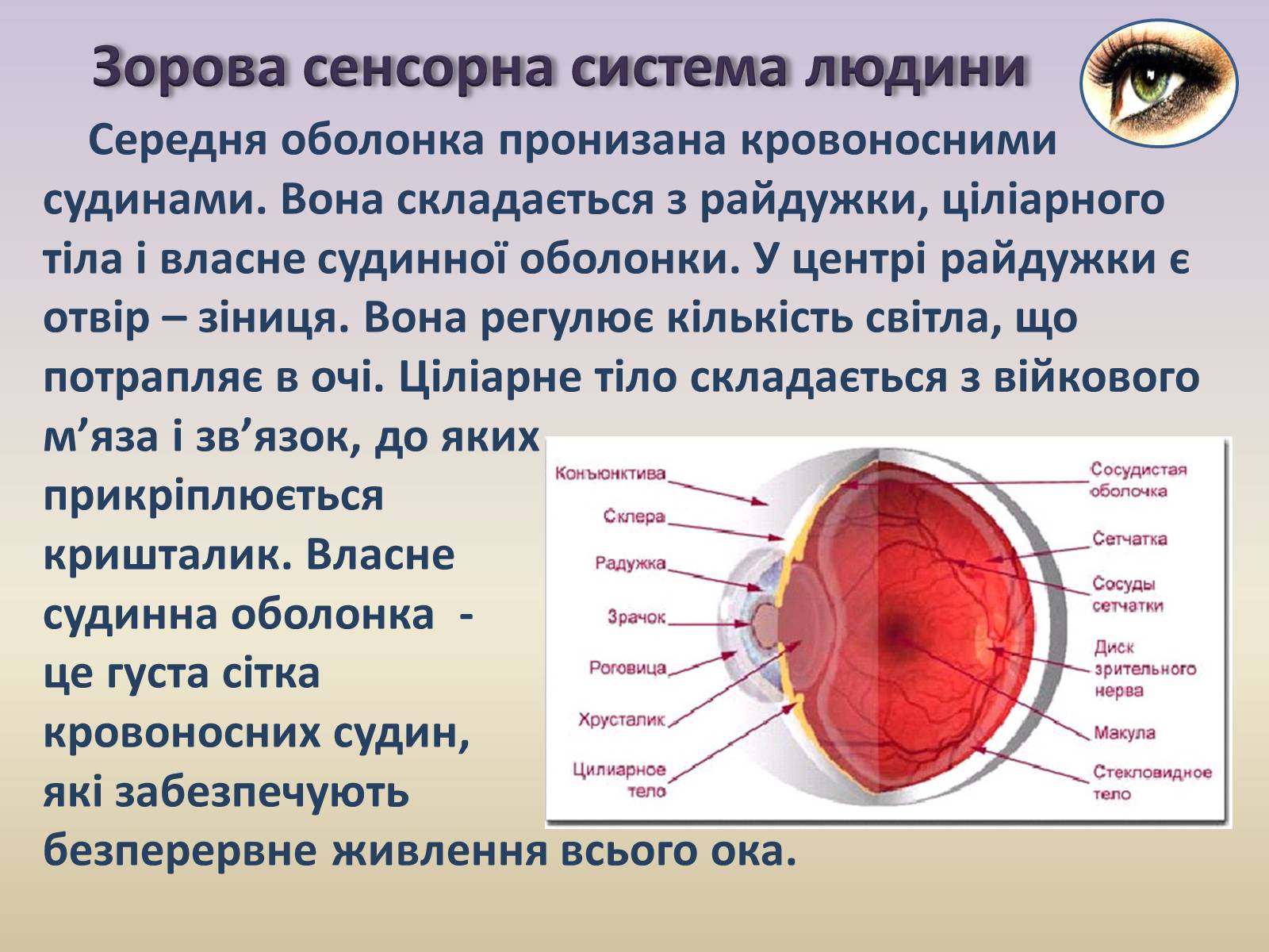 Презентація на тему «Сенсорна система ока» - Слайд #8 Презентація на тему «Сенсорна система ока» - Слайд #8