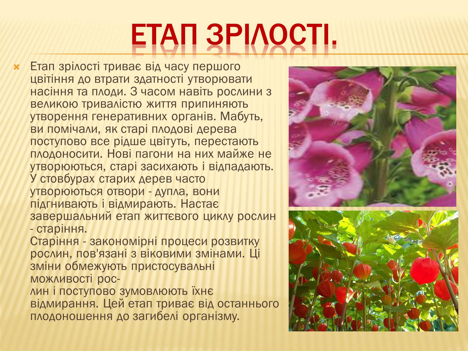 Презентація на тему «Життєвий цикл рослин» (варіант 1) - Слайд #11 Презентація на тему «Життєвий цикл рослин» (варіант 1) - Слайд #11