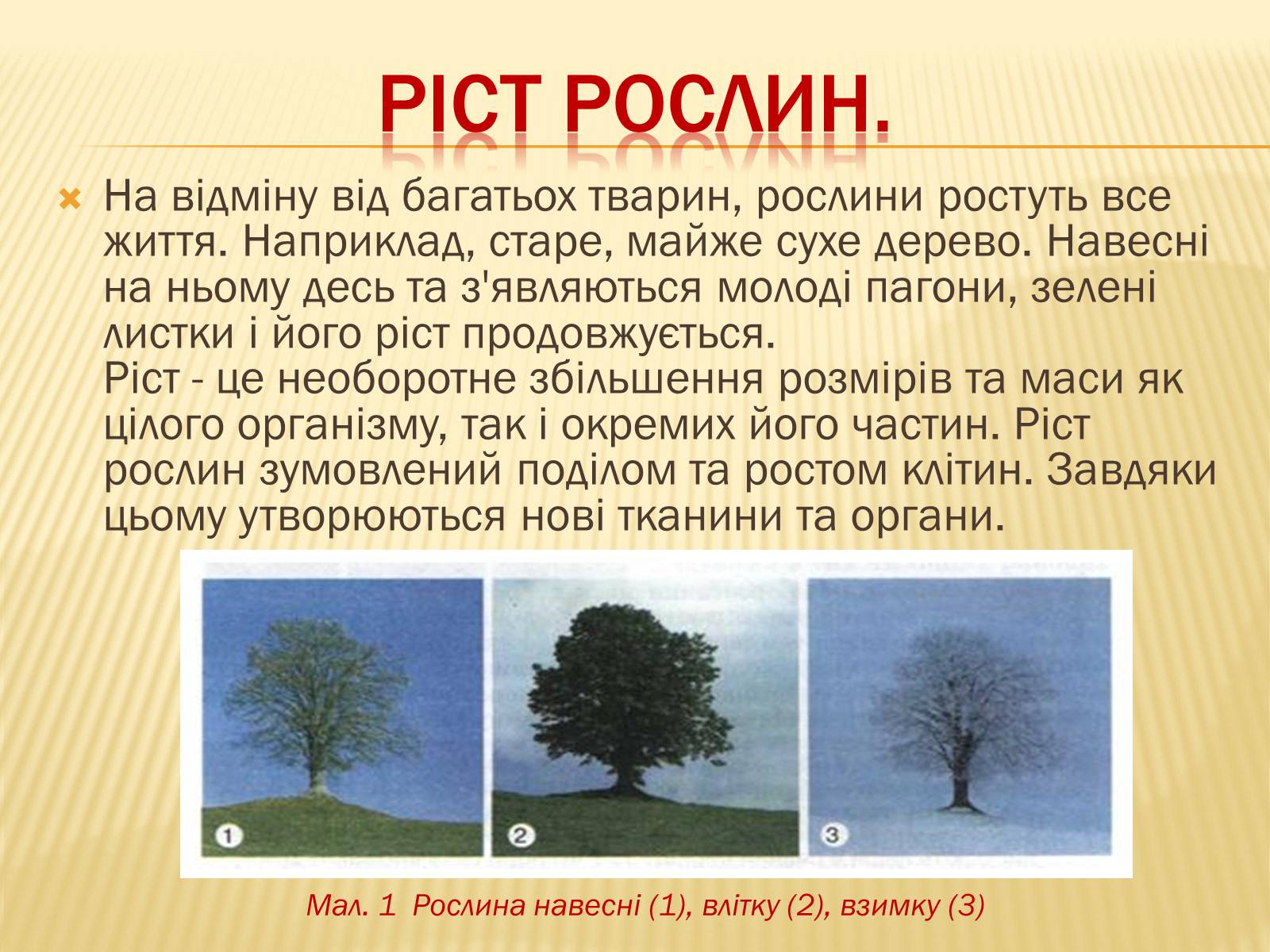 Презентація на тему «Життєвий цикл рослин» (варіант 1) - Слайд #3 Презентація на тему «Життєвий цикл рослин» (варіант 1) - Слайд #3