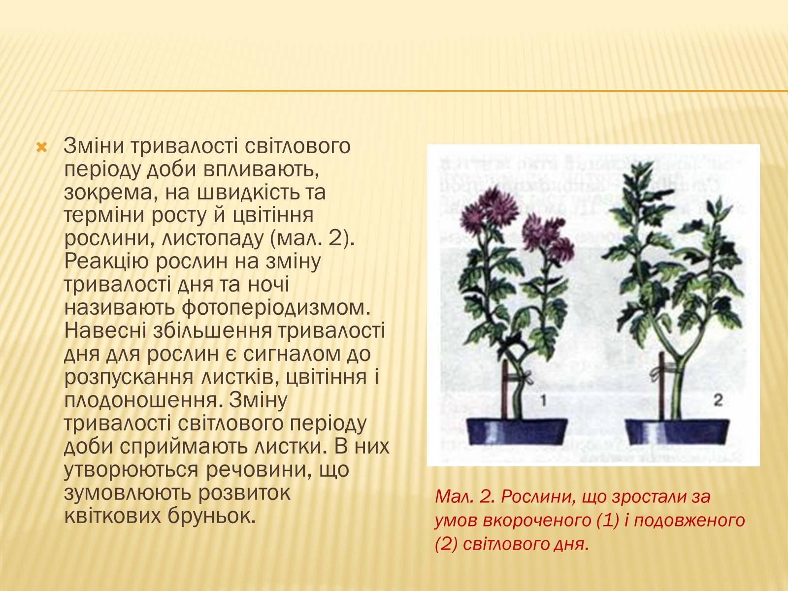 Презентація на тему «Життєвий цикл рослин» (варіант 1) - Слайд #5 Презентація на тему «Життєвий цикл рослин» (варіант 1) - Слайд #5
