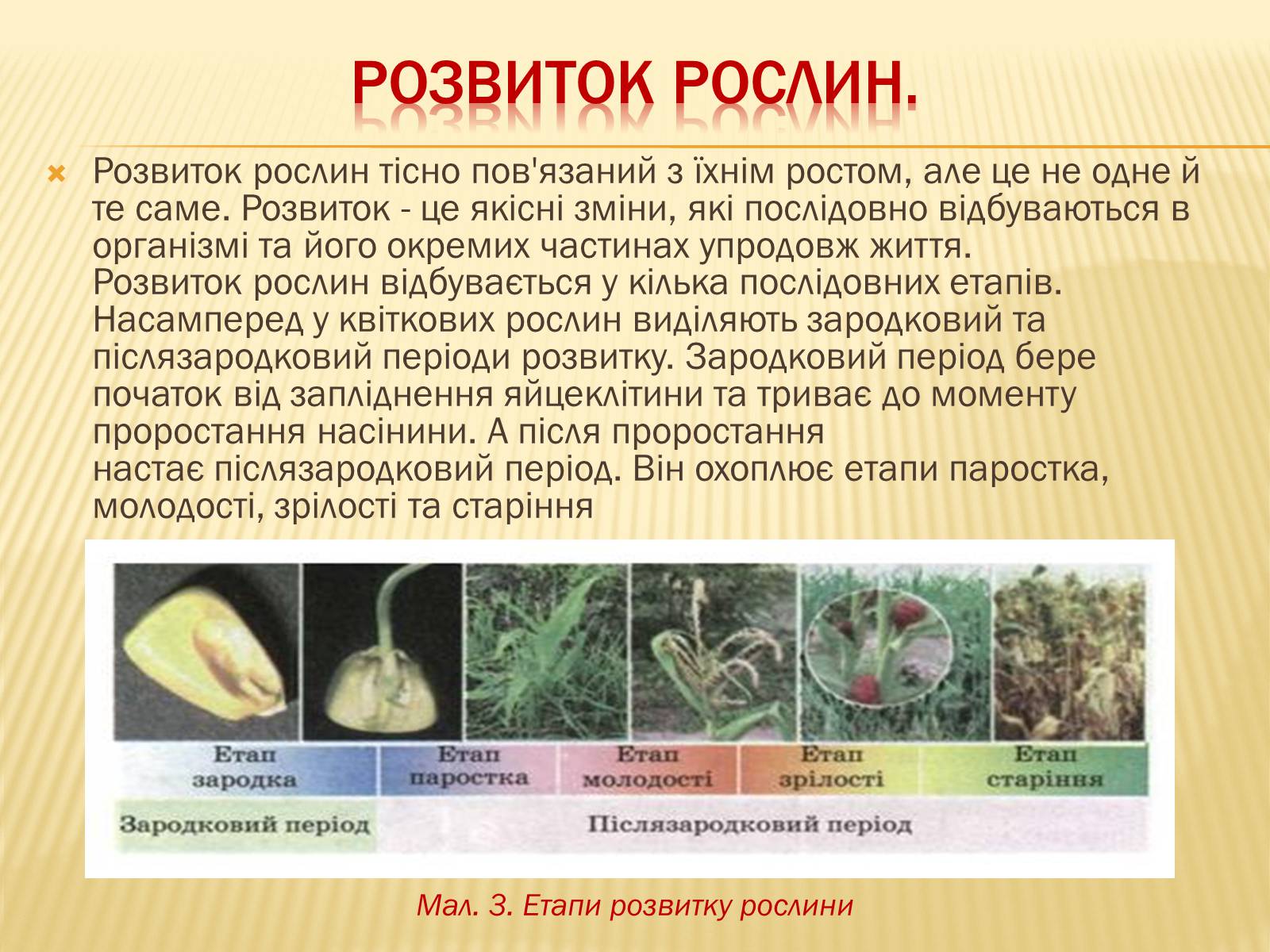 Презентація на тему «Життєвий цикл рослин» (варіант 1) - Слайд #6 Презентація на тему «Життєвий цикл рослин» (варіант 1) - Слайд #6