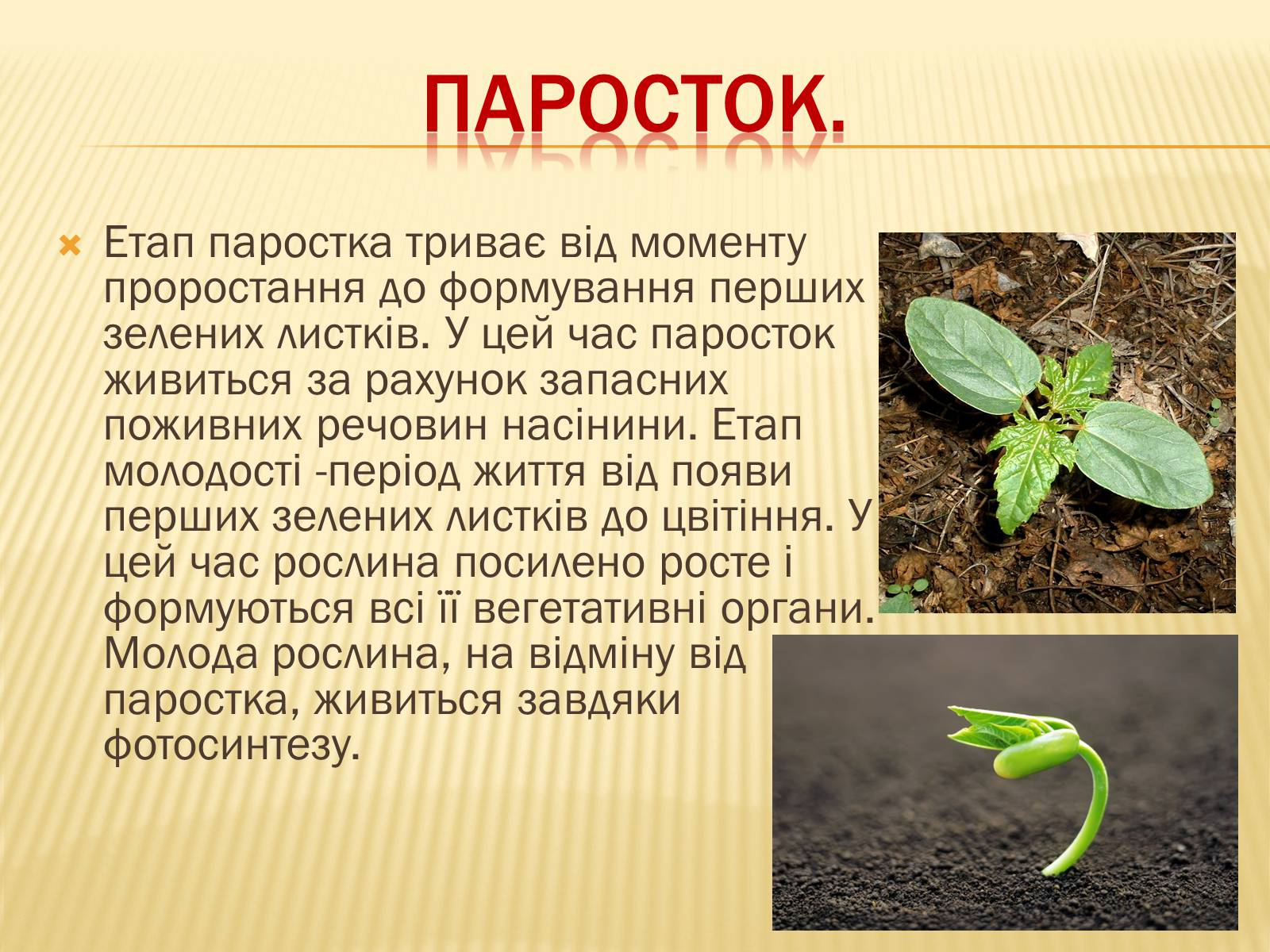 Презентація на тему «Життєвий цикл рослин» (варіант 1) - Слайд #7 Презентація на тему «Життєвий цикл рослин» (варіант 1) - Слайд #7
