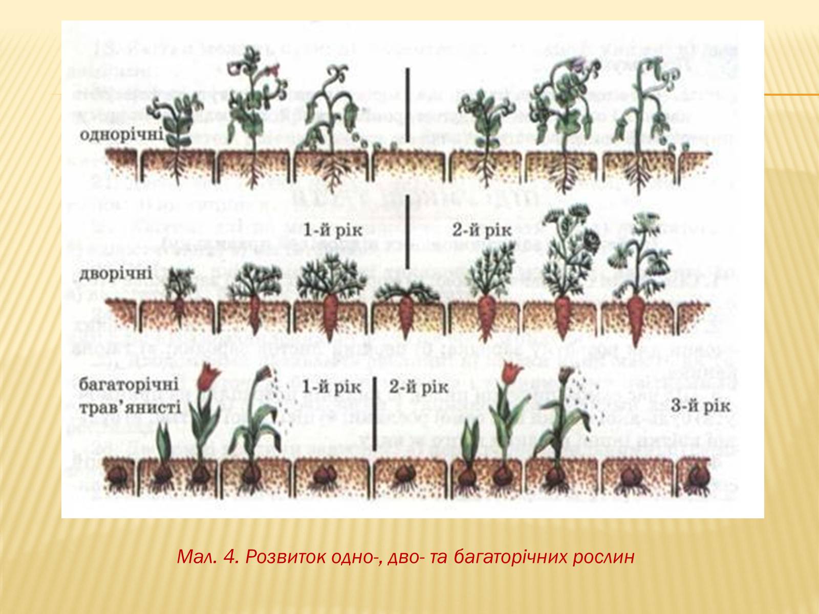 Презентація на тему «Життєвий цикл рослин» (варіант 1) - Слайд #9 Презентація на тему «Життєвий цикл рослин» (варіант 1) - Слайд #9