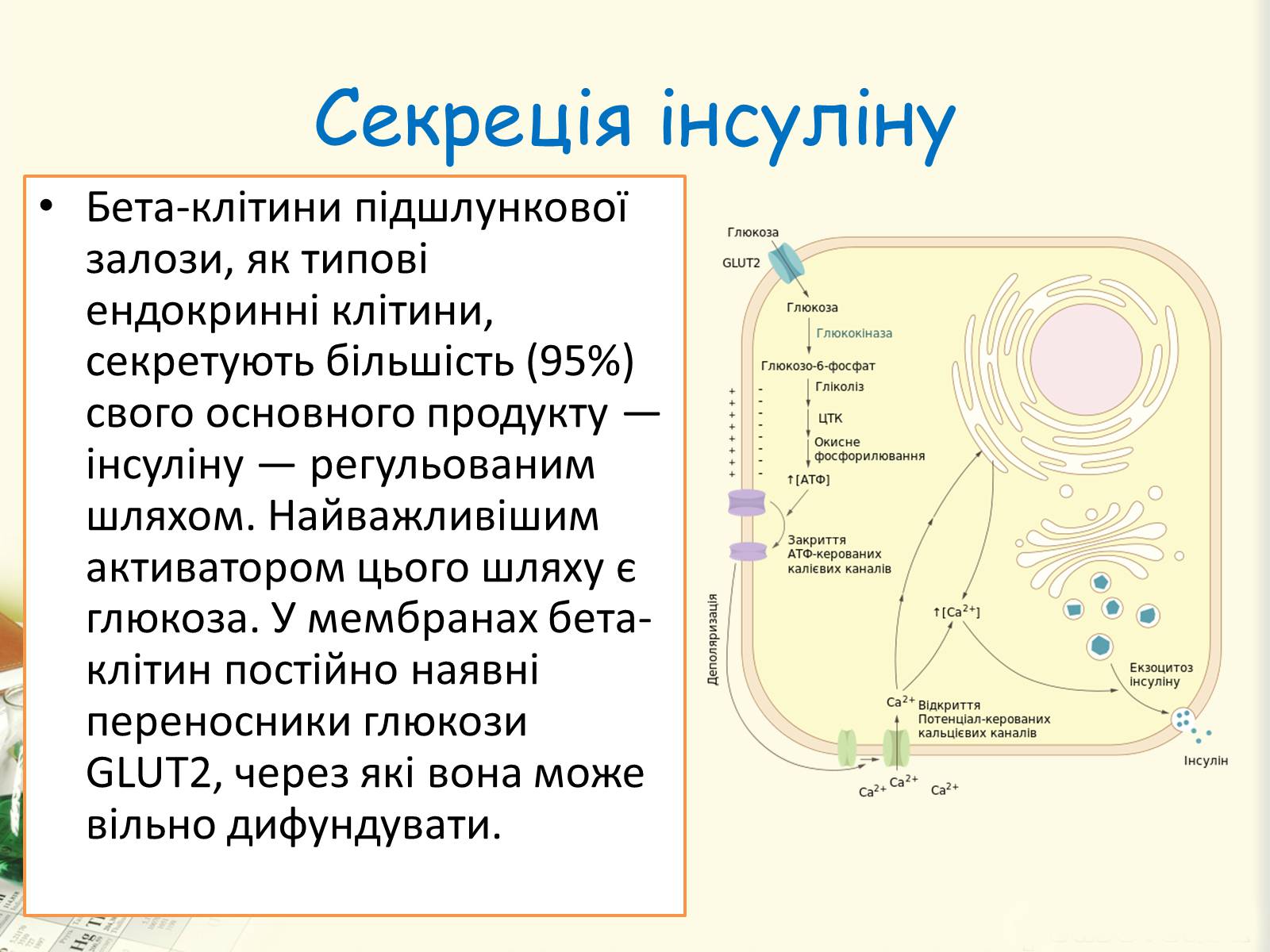 Презентація на тему «Цукровий діабет. Інсулін» - Слайд #16 Презентація на тему «Цукровий діабет. Інсулін» - Слайд #16