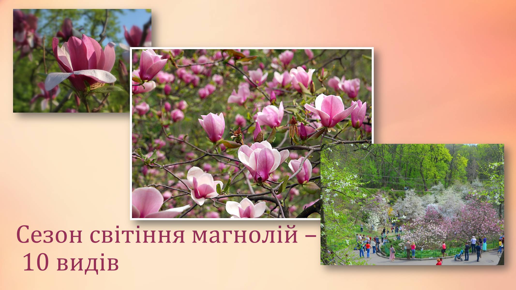 Презентація на тему «Національний ботанічний сад ім. М. Гришка» - Слайд #12 Презентація на тему «Національний ботанічний сад ім. М. Гришка» - Слайд #12