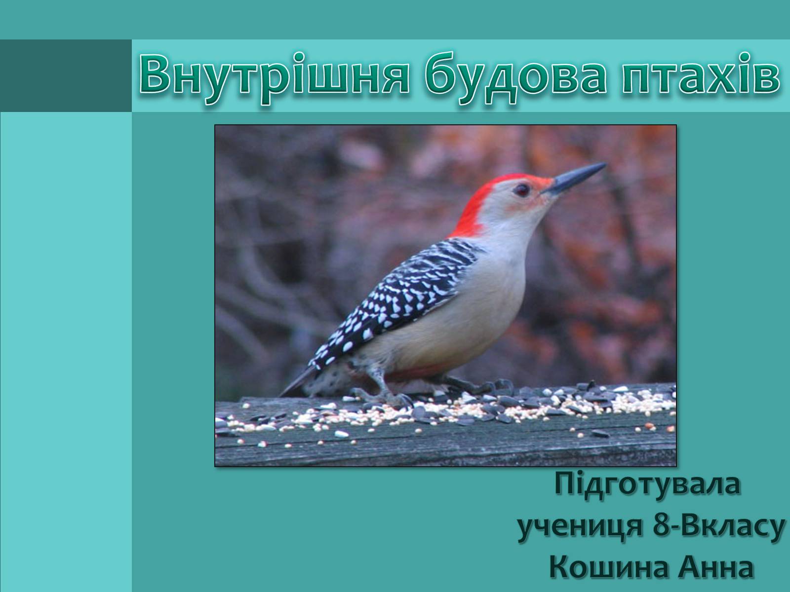 Презентація на тему «Внутрішня будова птахів» (варіант 1) - Слайд #1 Презентація на тему «Внутрішня будова птахів» (варіант 1) - Слайд #1