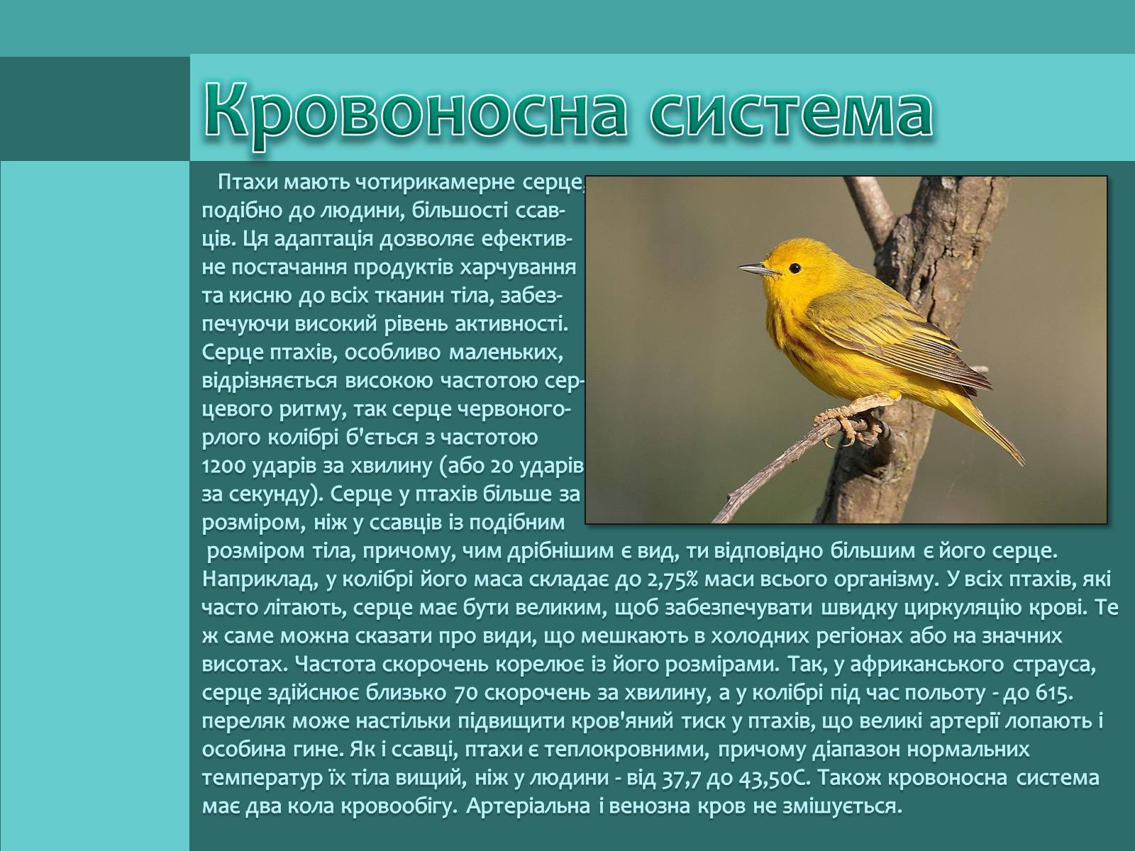Презентація на тему «Внутрішня будова птахів» (варіант 1) - Слайд #11 Презентація на тему «Внутрішня будова птахів» (варіант 1) - Слайд #11